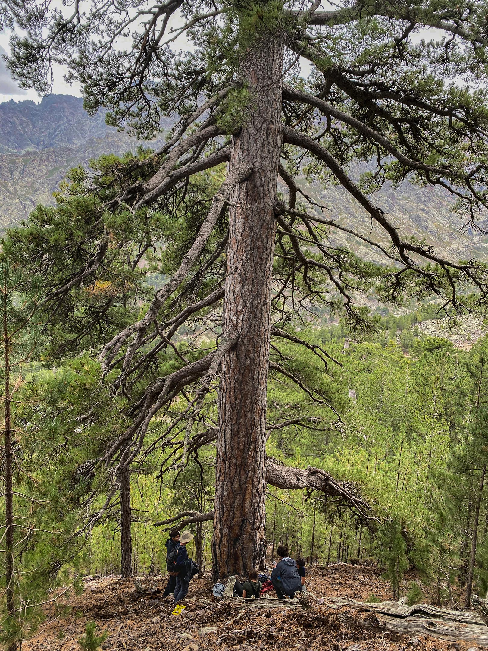 Giant-Pine-Tree-Growing-on-Corsica.jpg