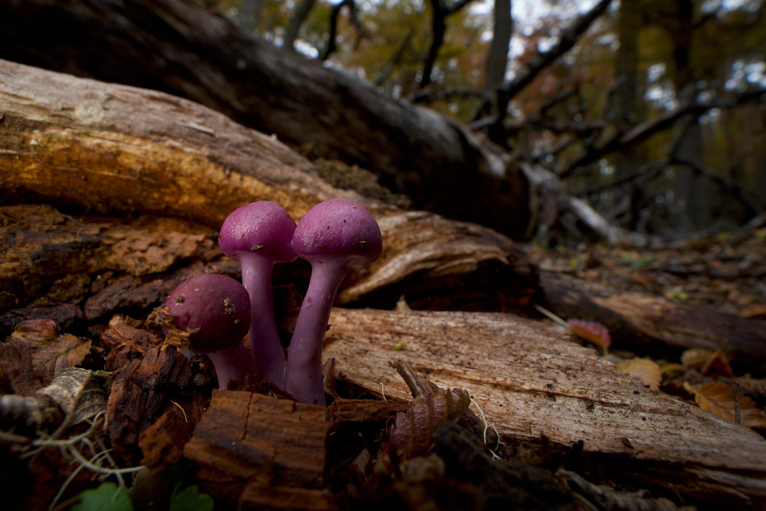 Cortinarius-spp-Mycorrhizal-Mushroom-scaled.jpg