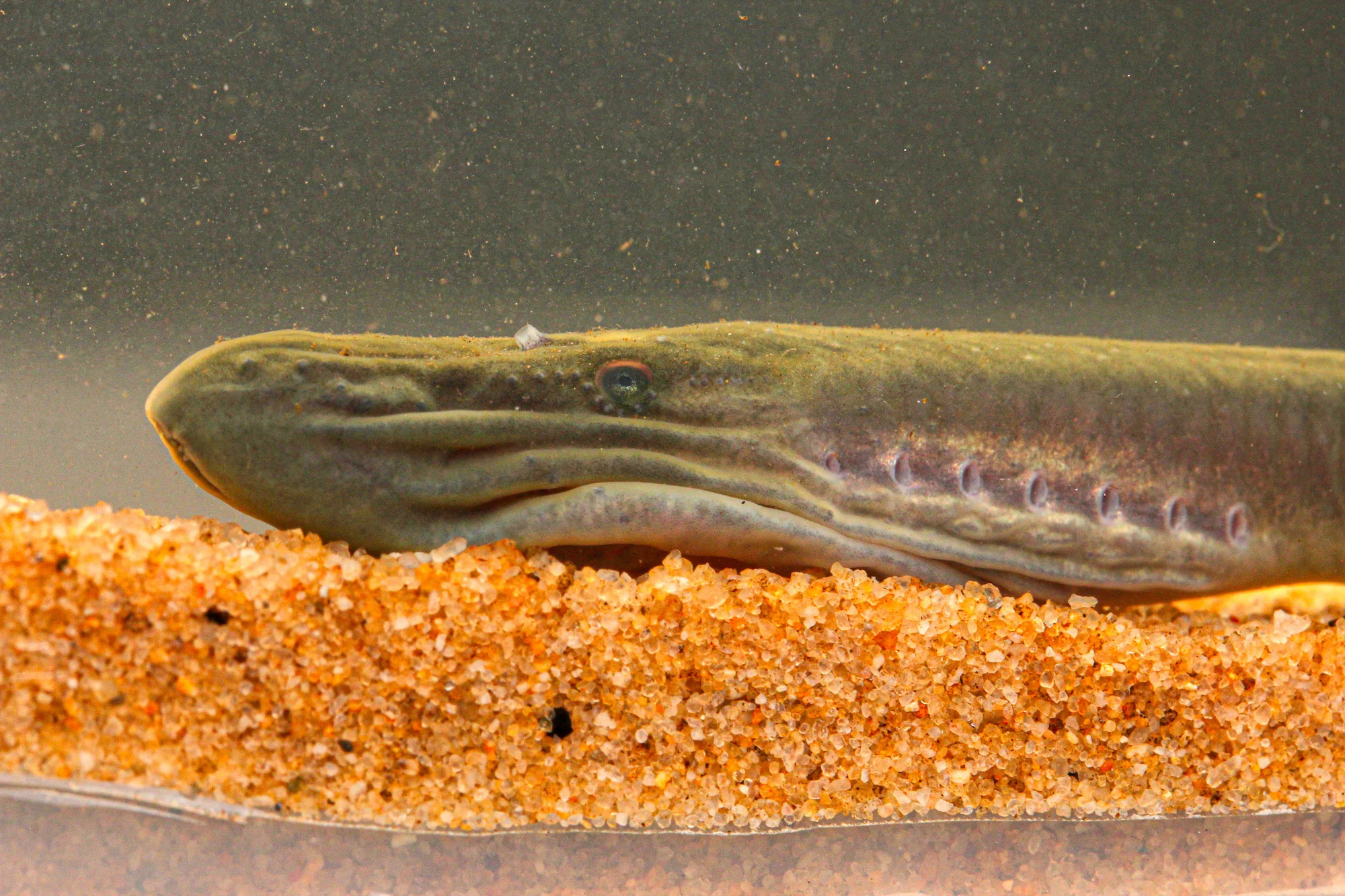 Close-Up-of-the-Head-of-an-Adult-Male-Australian-Brook-Lamprey.webp