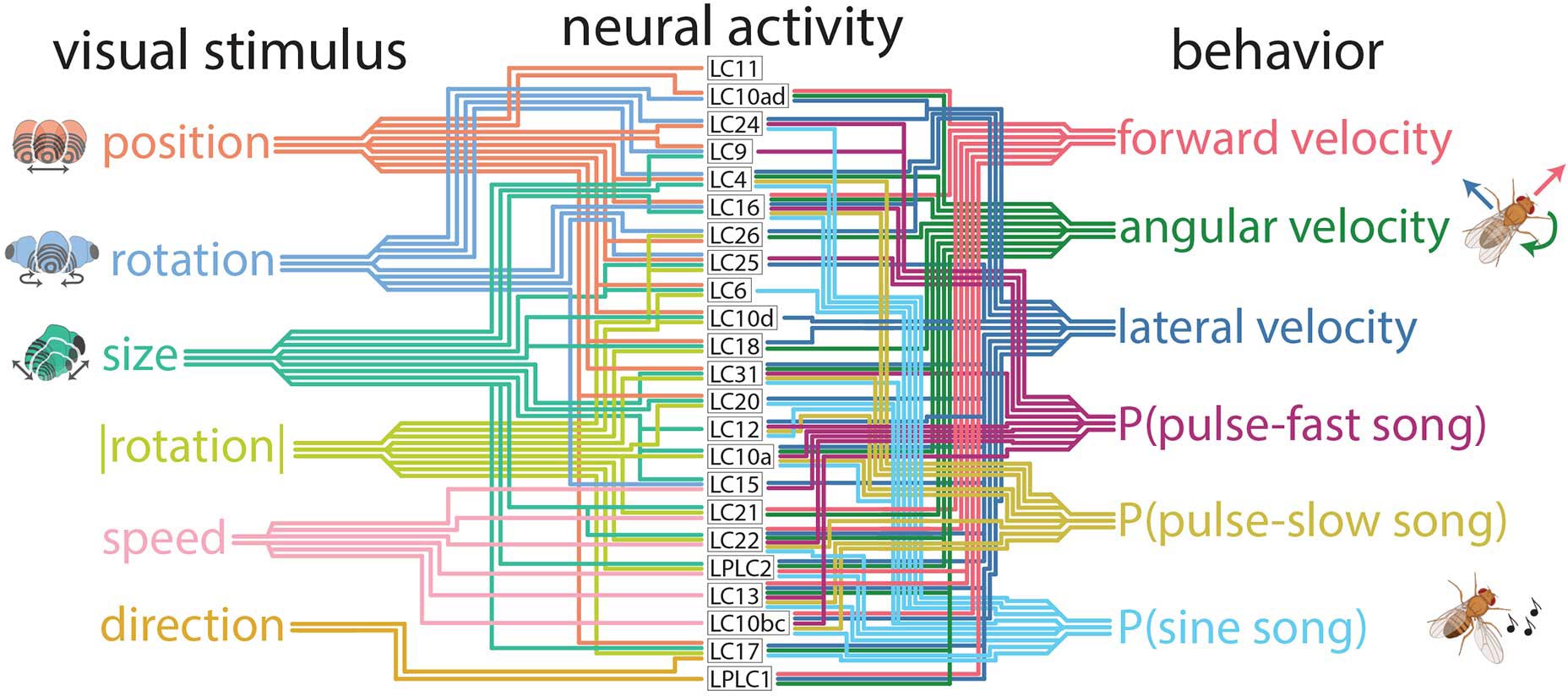 Fruit-Fly-Subway-Map.jpg