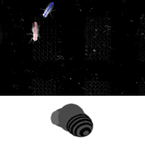 Male-Fruit-Fly-Courts-Female-Companion.gif