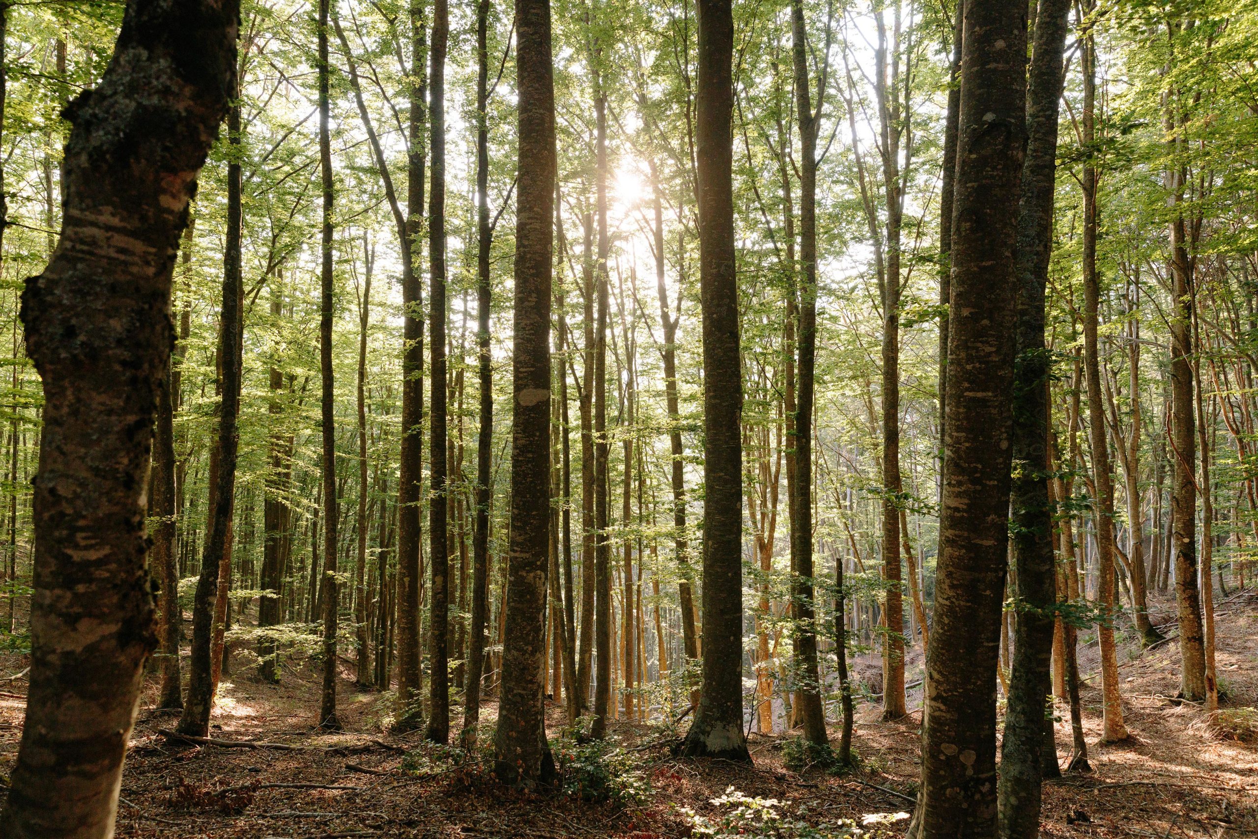 Forest-With-Ectomycorrhizal-Trees-Apennine-Mountains-Italy-scaled.jpg