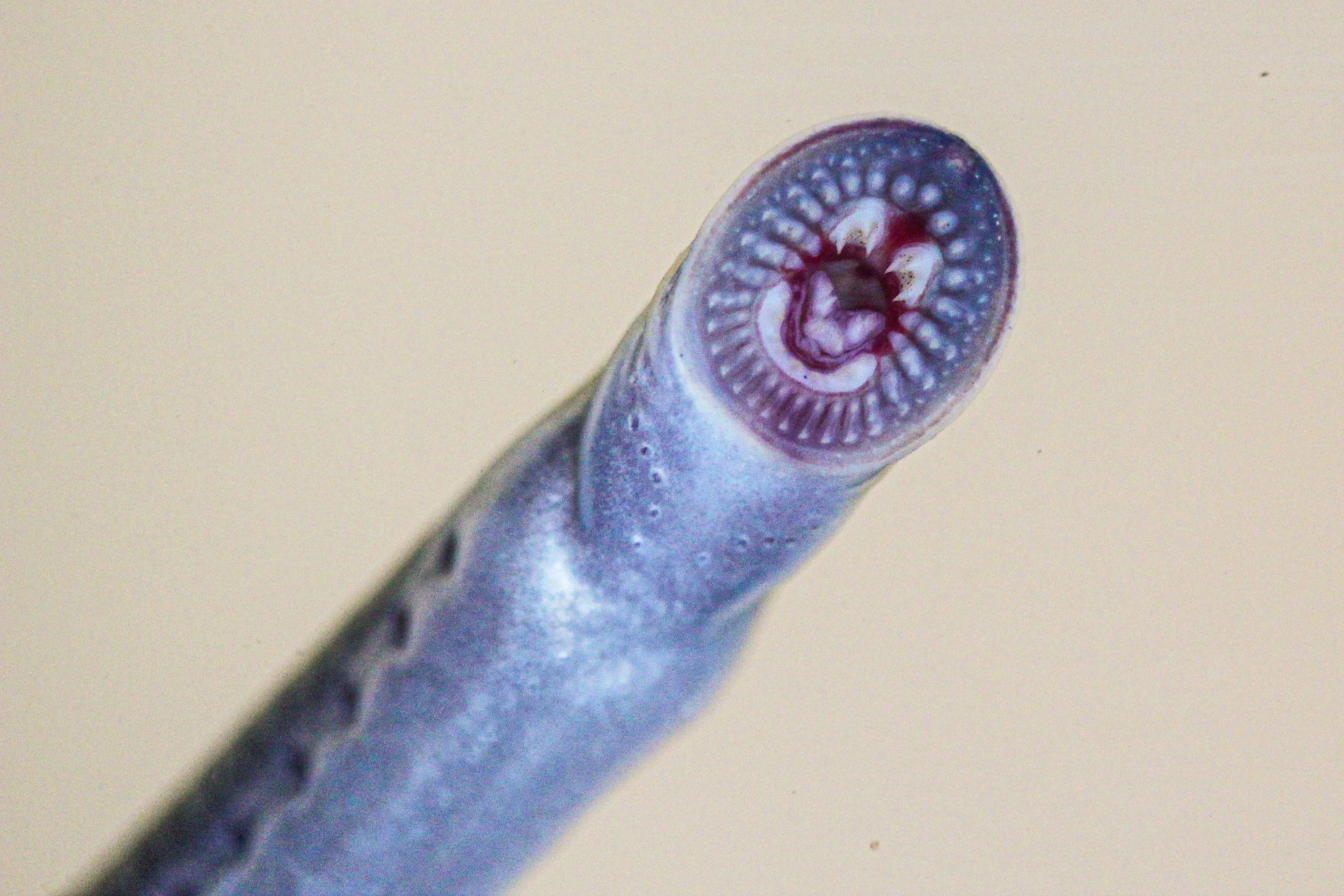 Mouth-of-a-Juvenile-Australian-Brook-Lamprey-scaled.webp