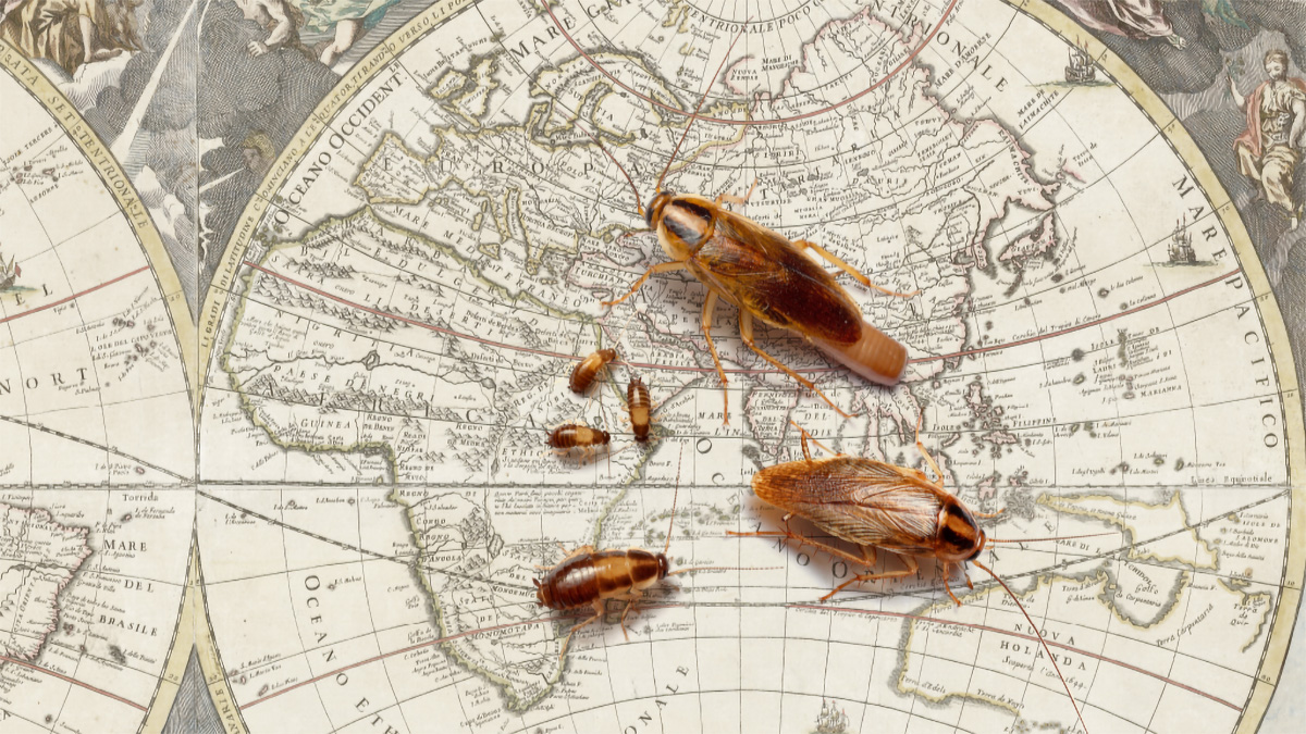 Cockroaches-Map.jpg