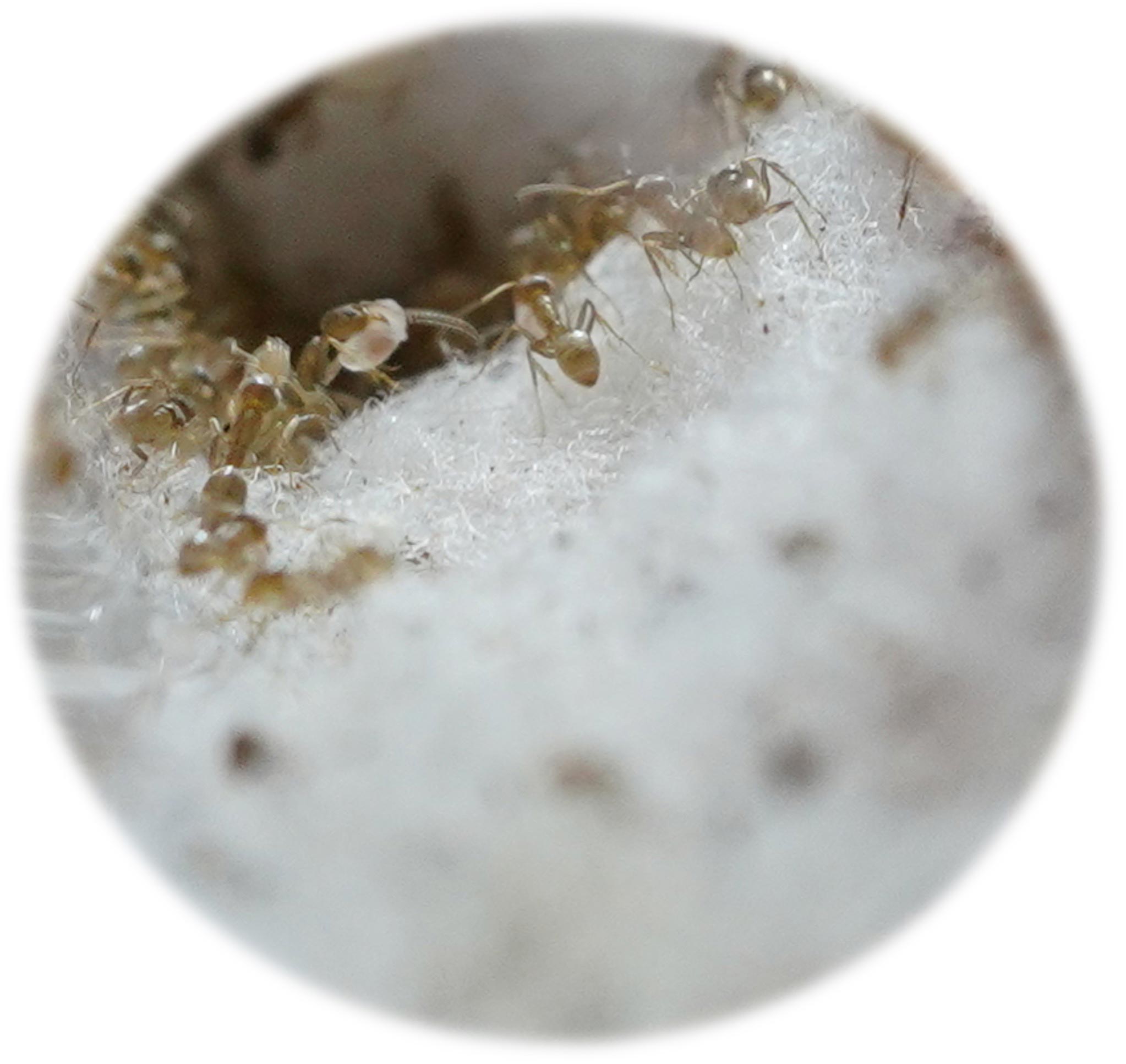 Ant-Nest.jpg