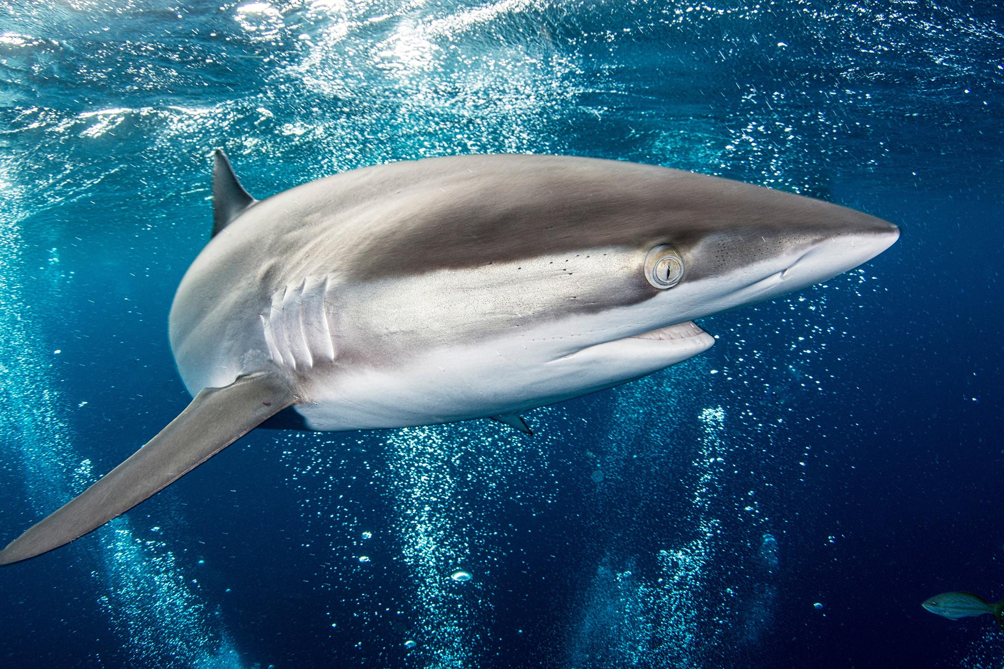 Silky-Shark-Swim-By.jpg