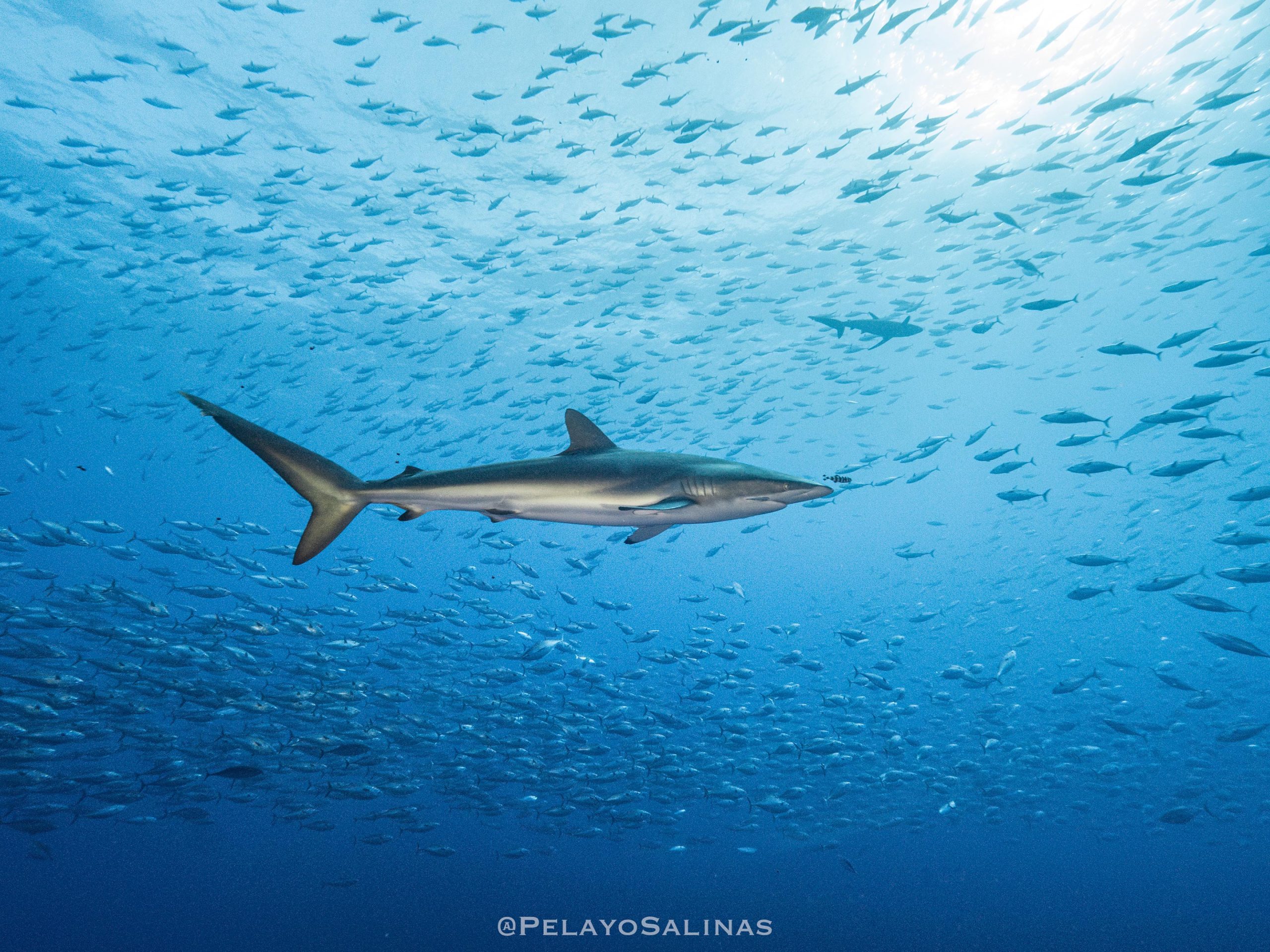 Silkies-and-Tunas-scaled.jpg