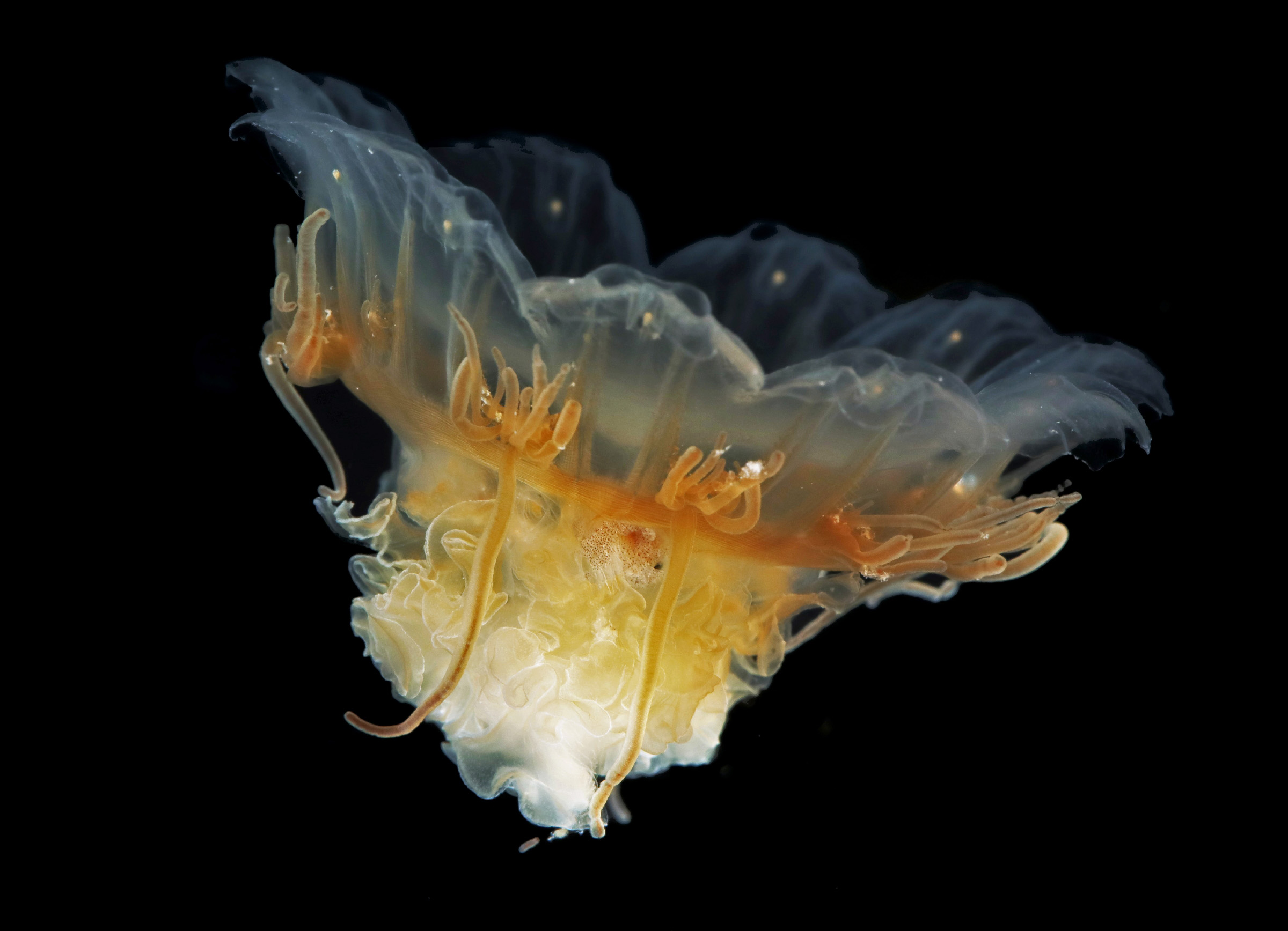 Cynaea-capillata.jpg
