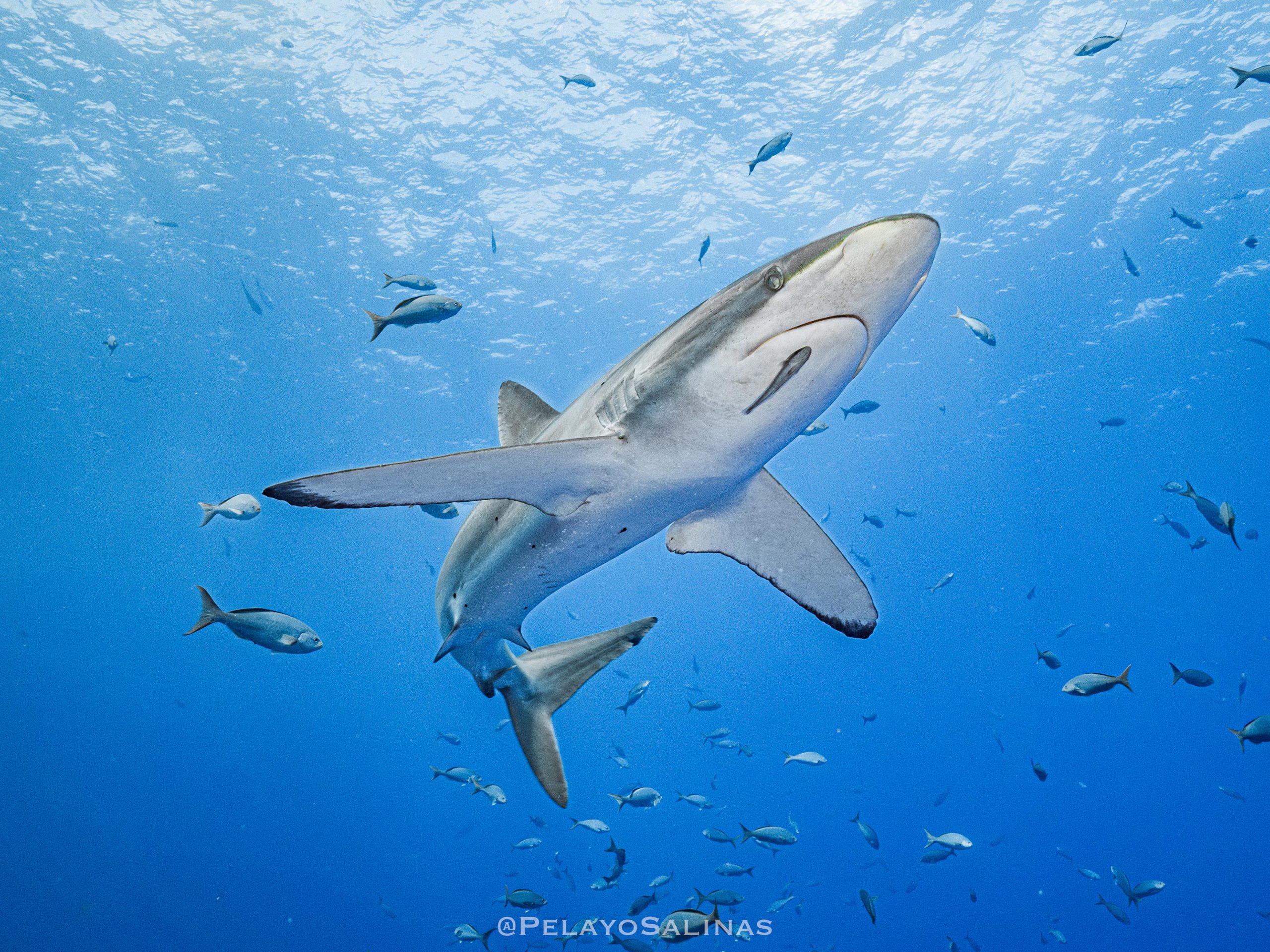 Silky-Shark-Close-Up-scaled.jpg