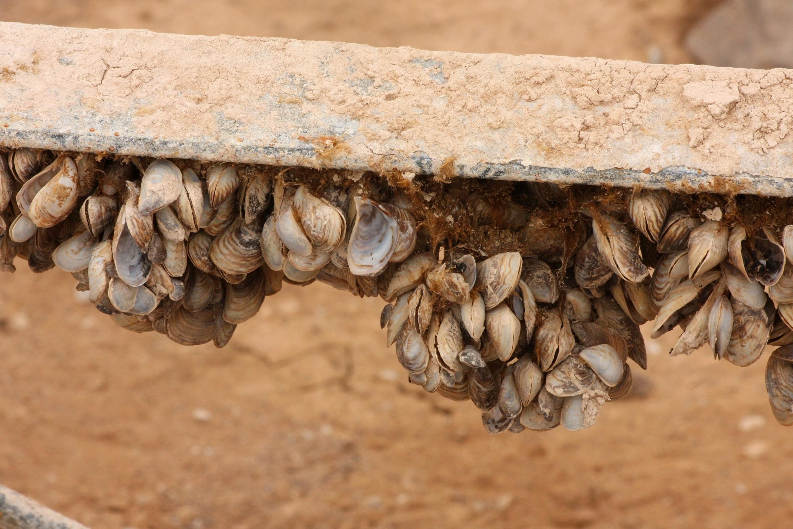 Quagga-Mussels-scaled.jpg