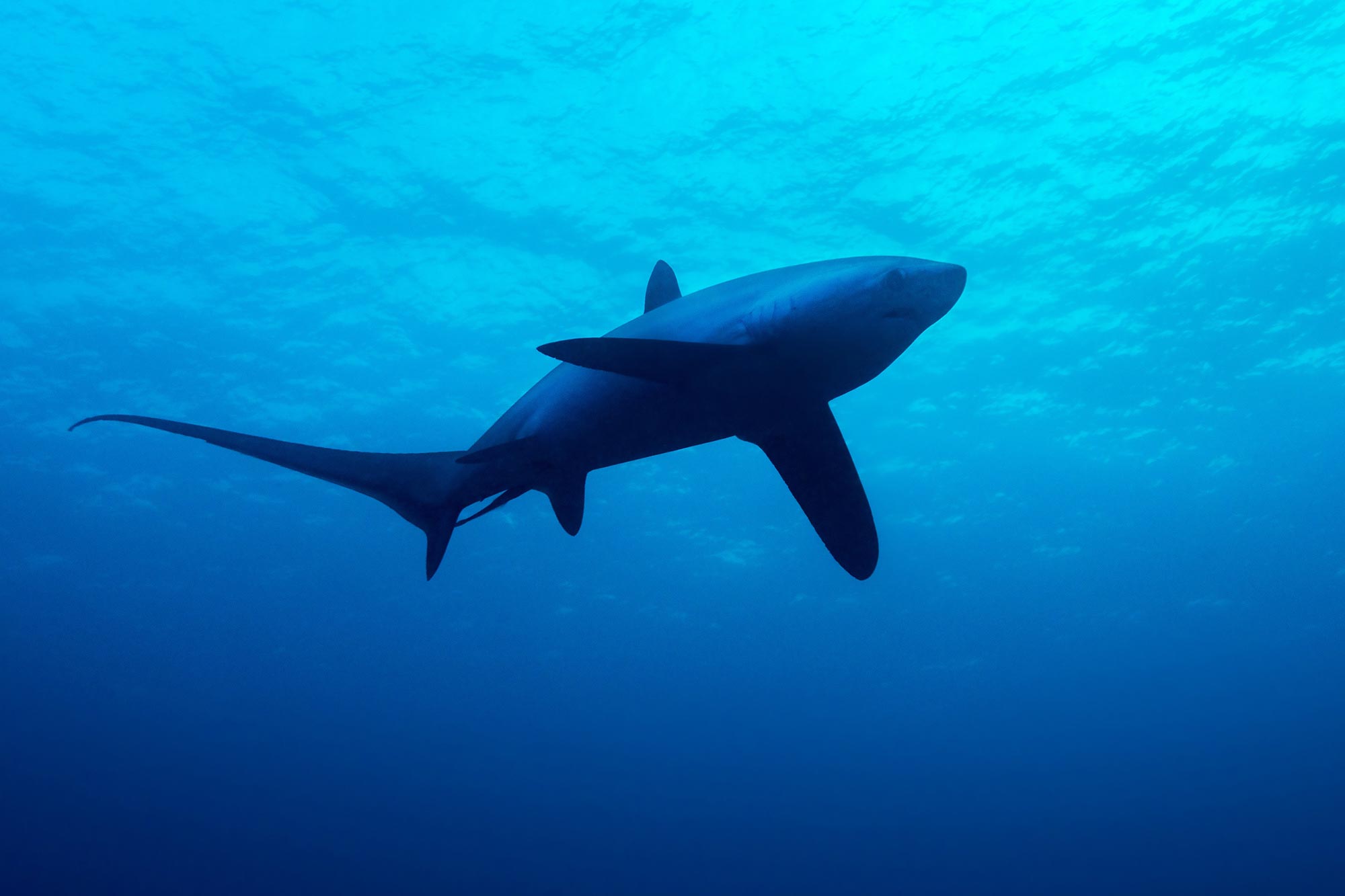 Thresher-Shark.jpg