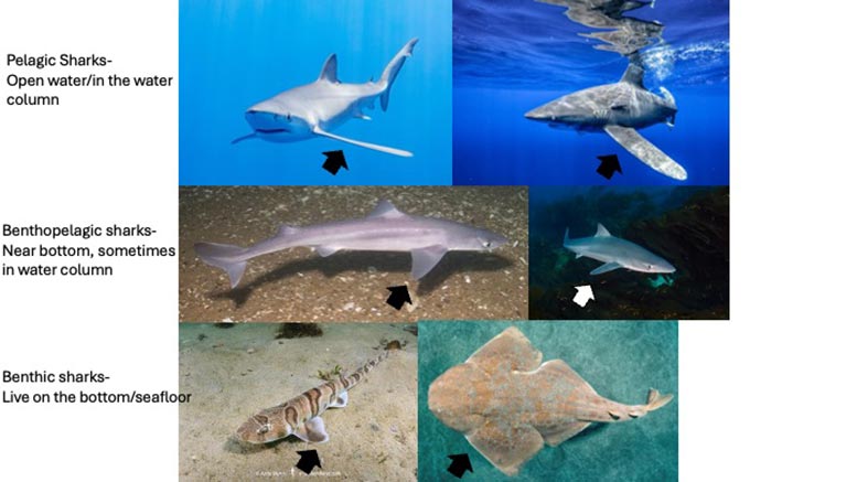 Shark-Pectoral-Fins.jpg