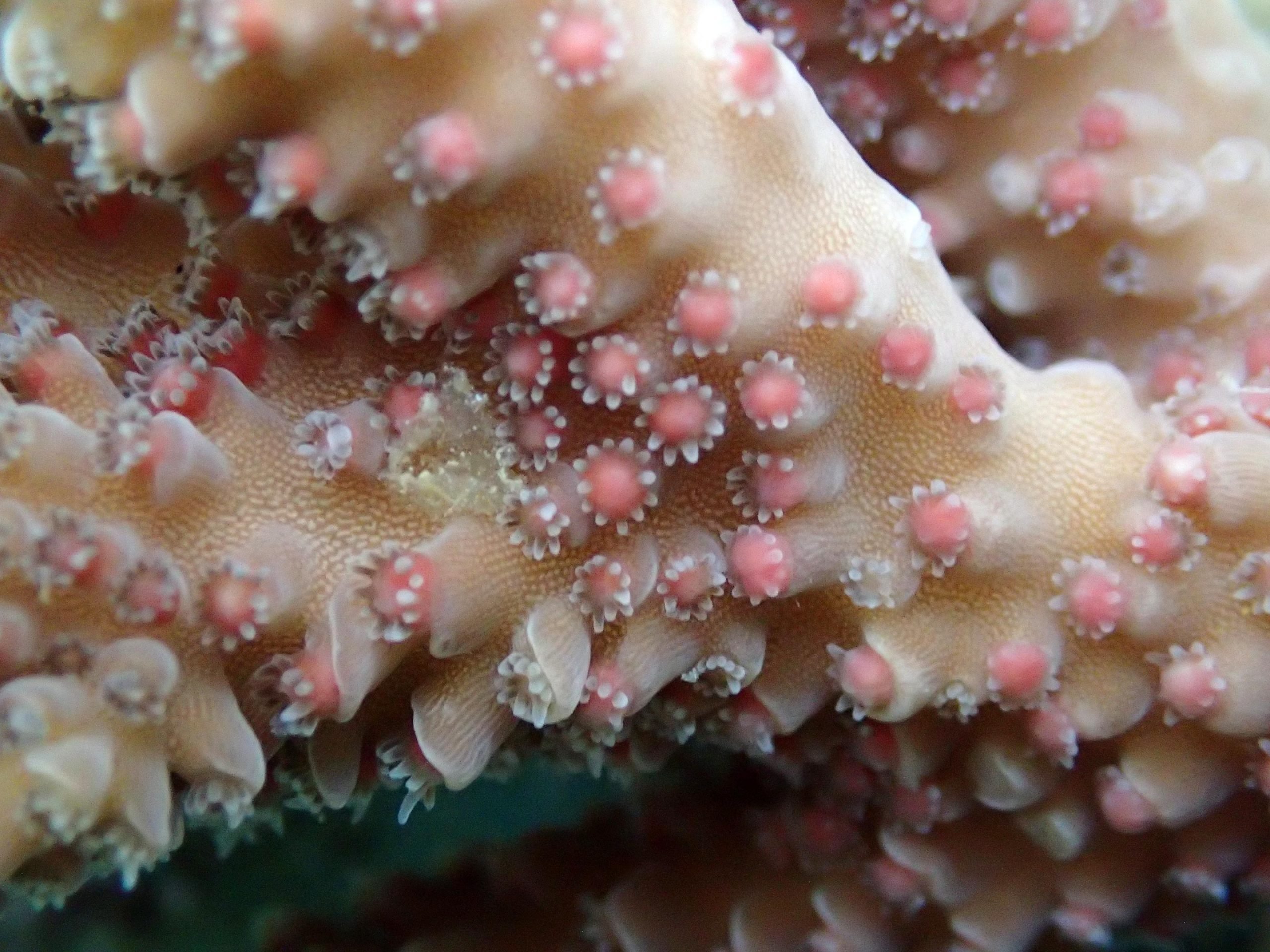 Acropora-Coral-Pre-Spawning-scaled.jpg