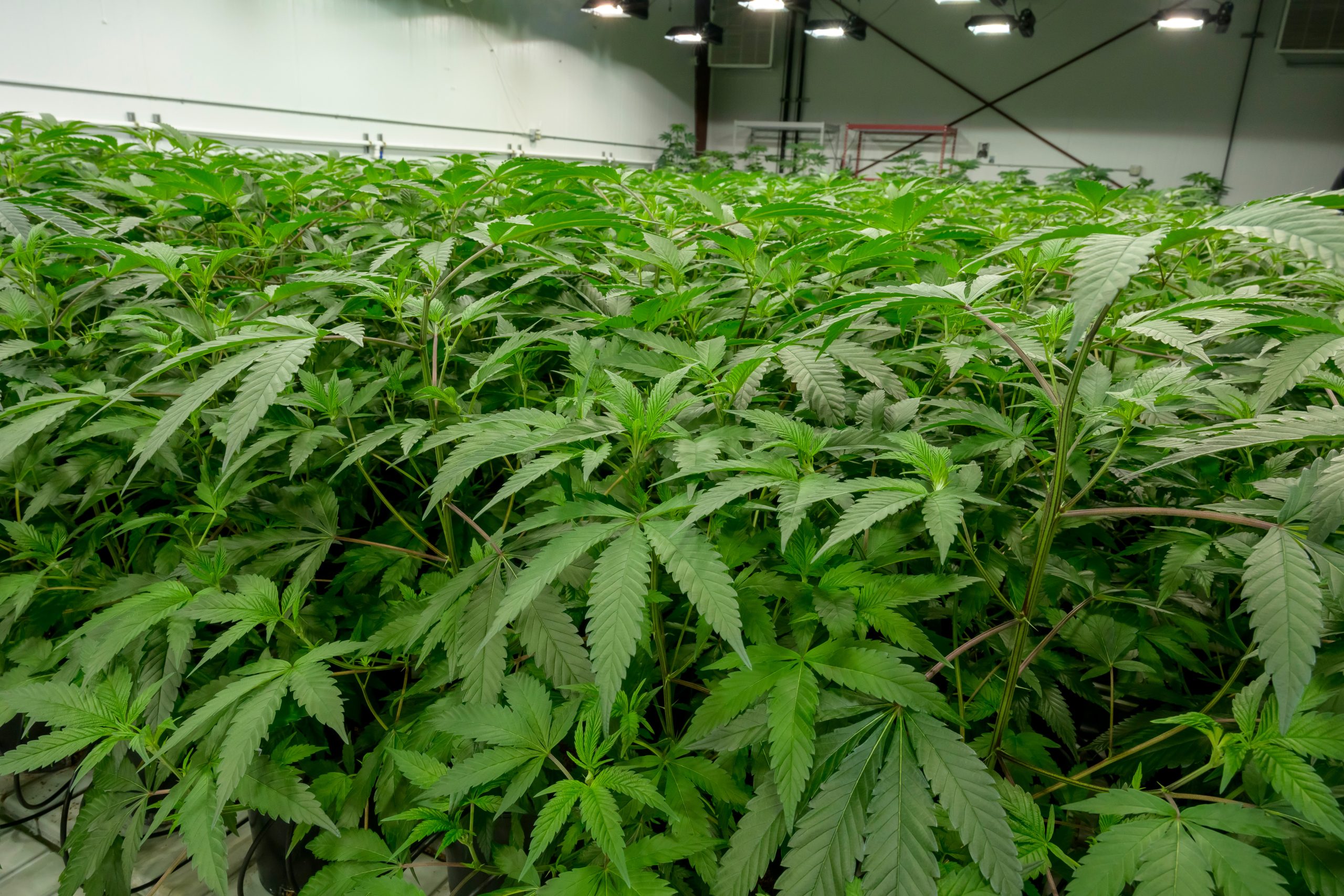 Cannabis-sativa-Plants-scaled.jpg