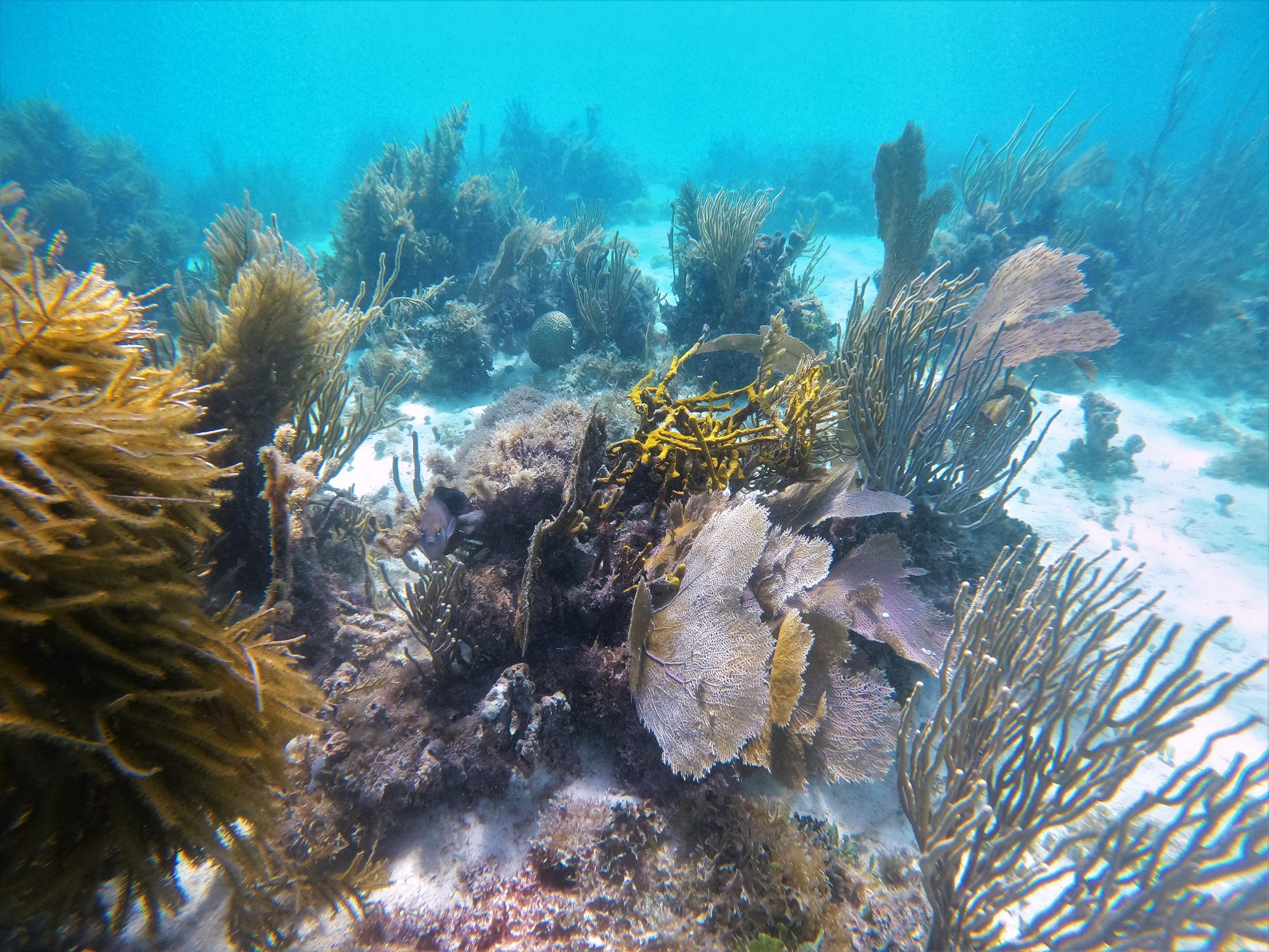 Coral-Reef-La-Parguera-Natural-Reserve-scaled.jpg