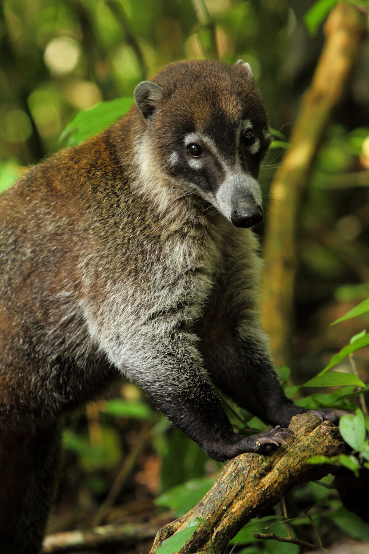 White-Nosed-Coati.jpg