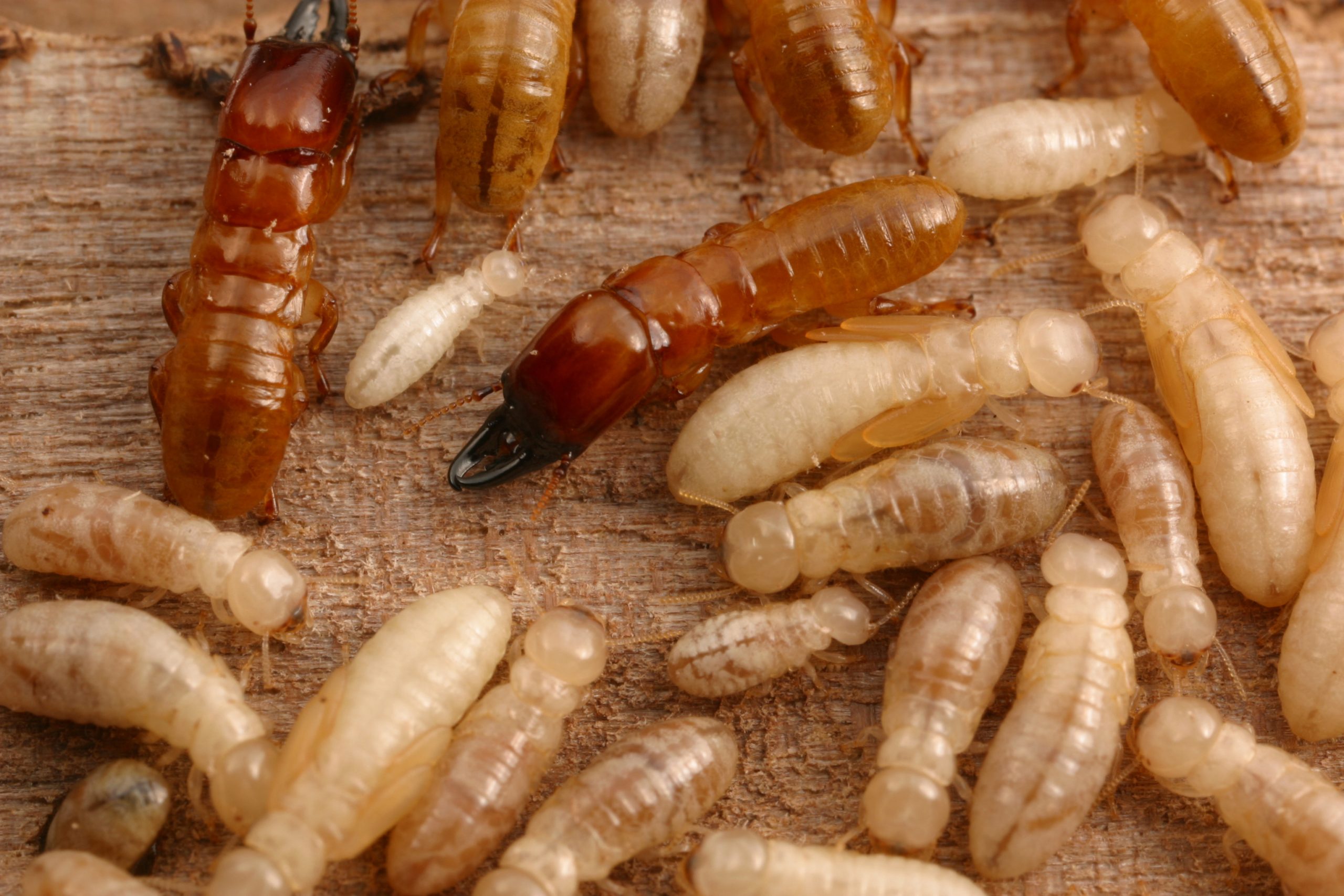Western-Termites-scaled.jpg