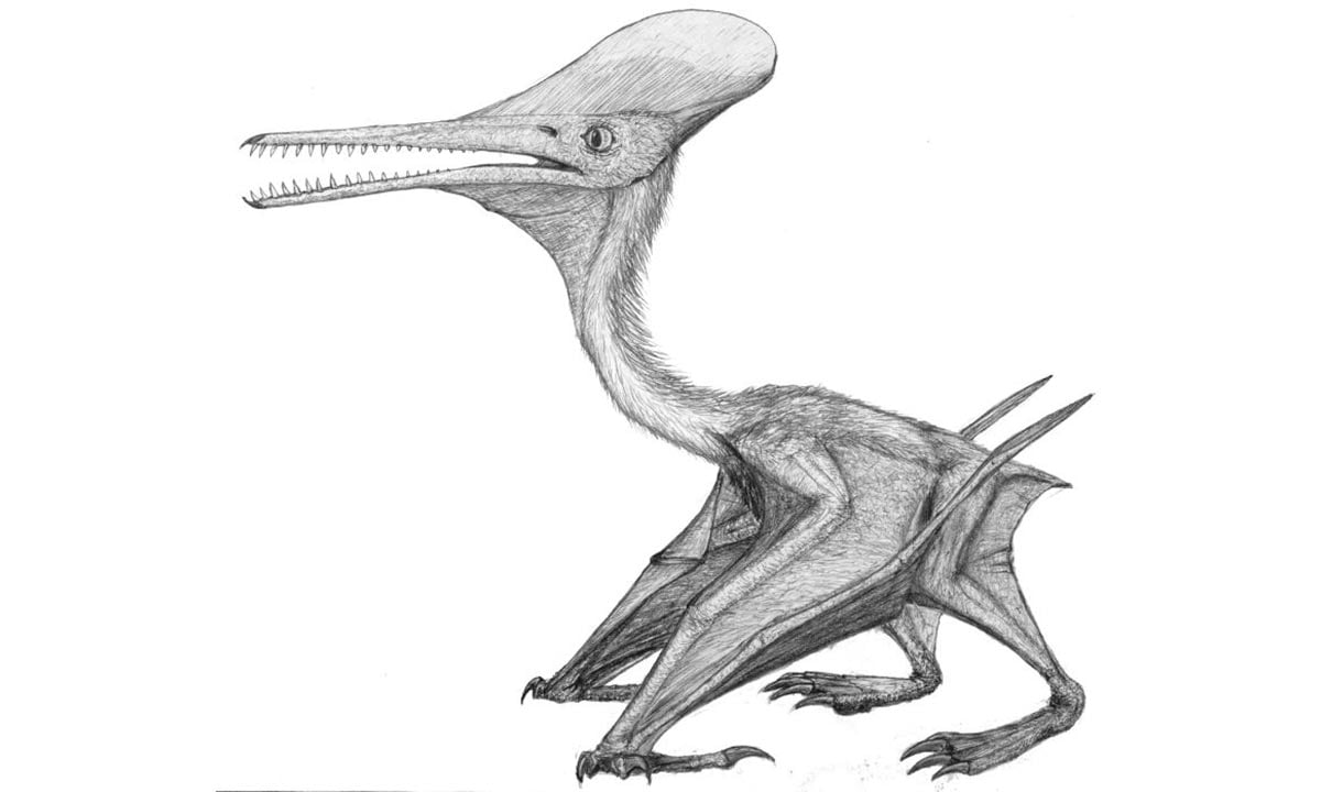 Pterodactylus-kochi.jpg