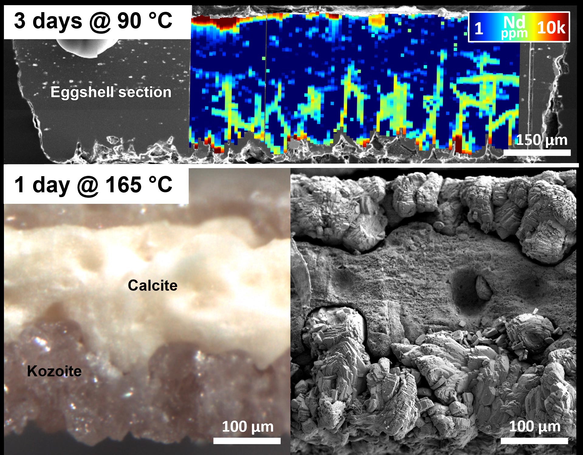 Absorption-Replacement-Processes-Rare-Earth-Elements-Eggshell.jpg