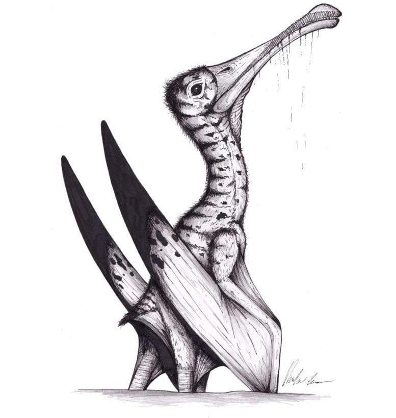 Jurassic-Pterosaur-Artwork.jpg