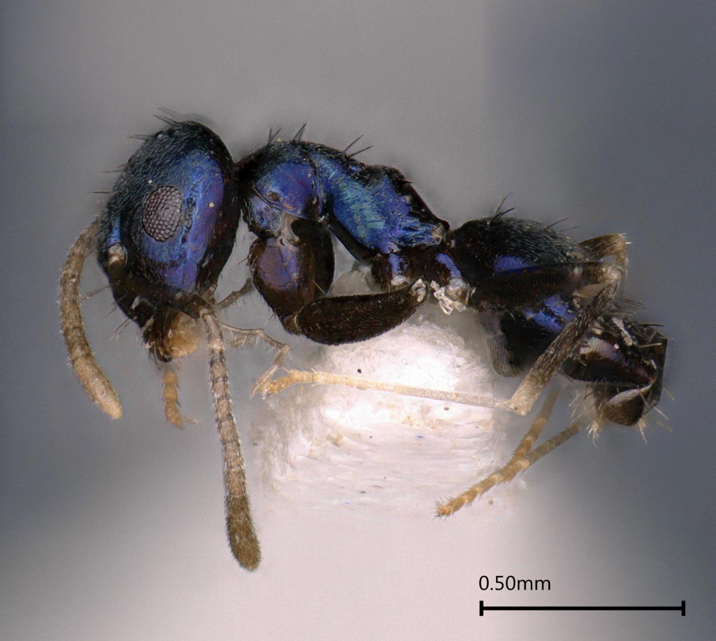 Paraparatrechina-neela-Ant.jpg