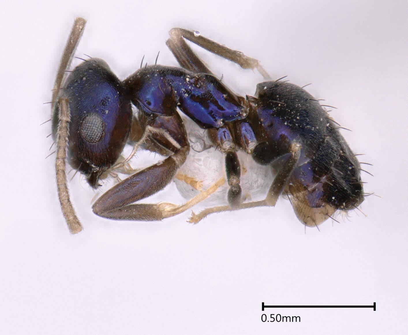 Paraparatrechina-neela.jpg