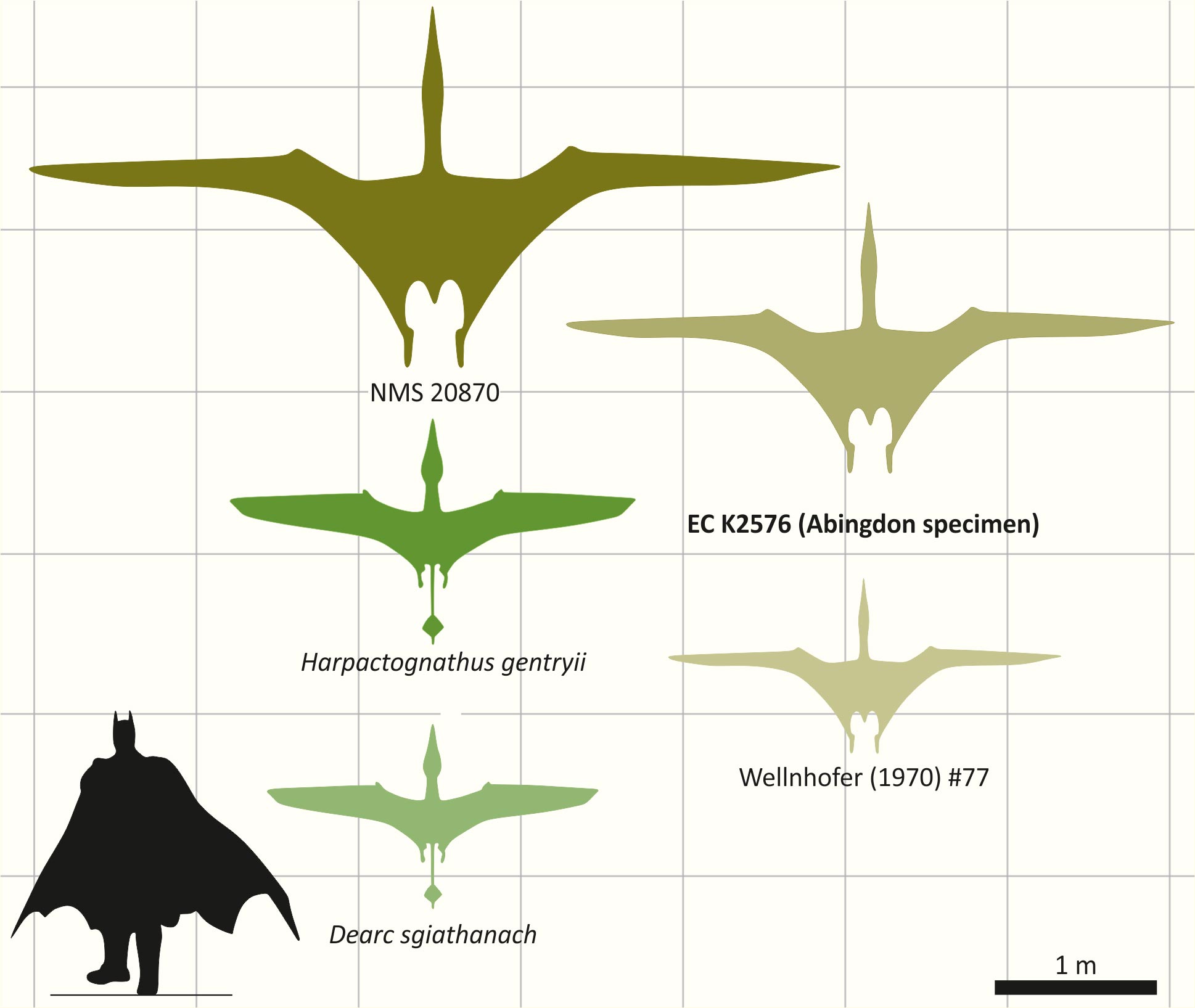 Large-Jurassic-Pterosaur-Wingspan-Comparison.jpg