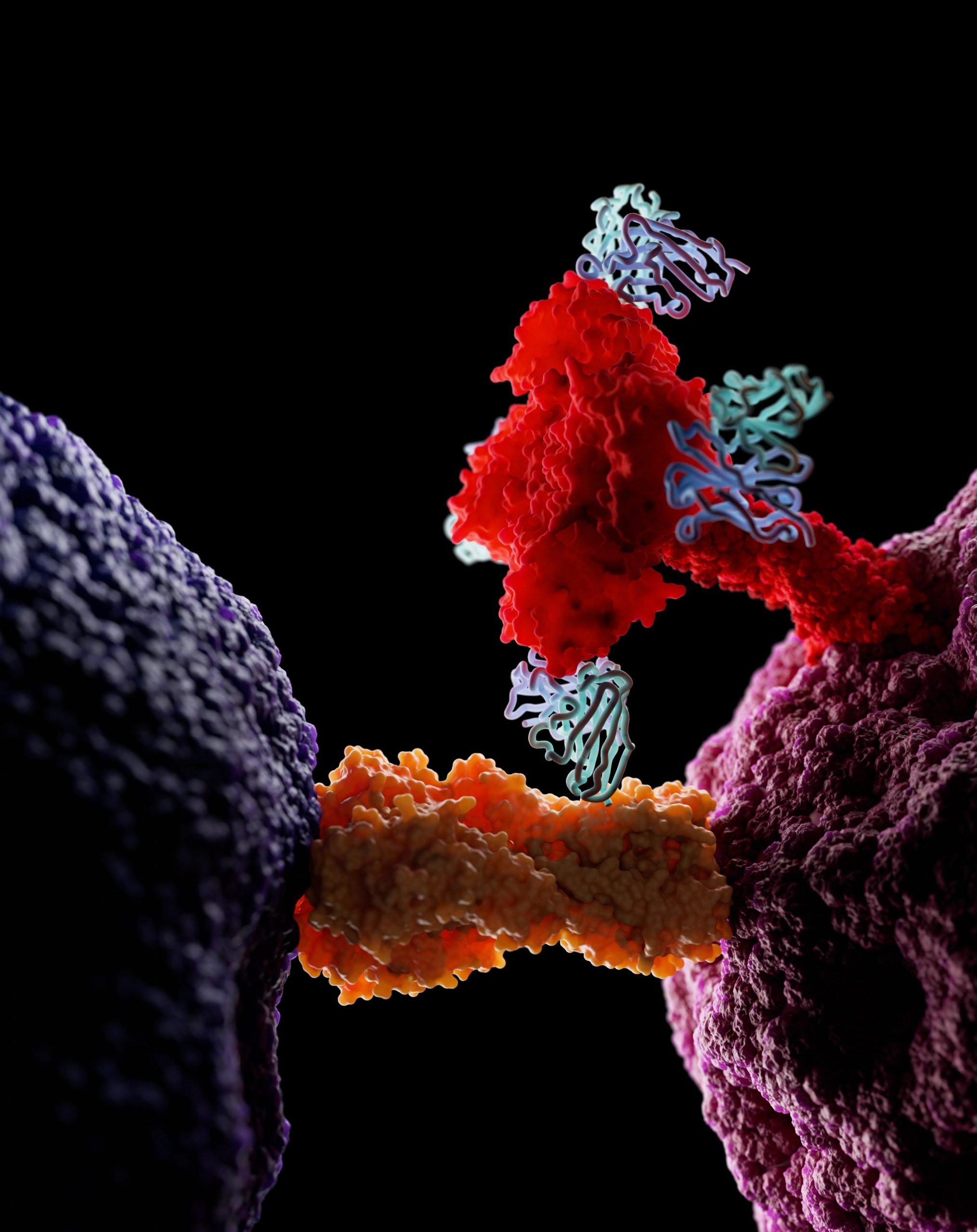 FluB-393-Antibody-scaled.jpg