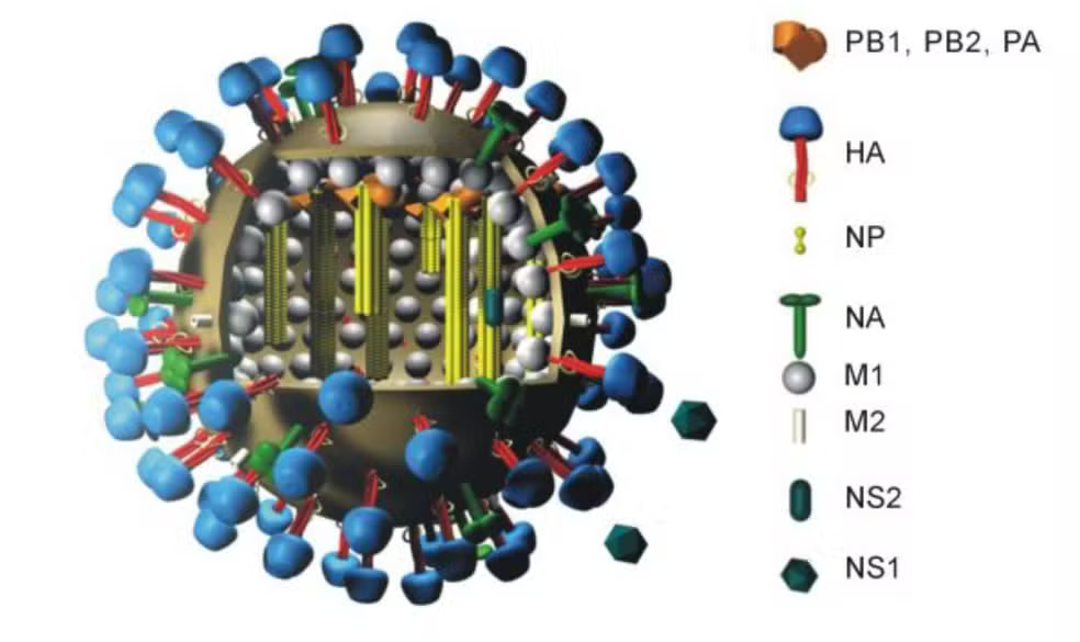 h5n2.jpg