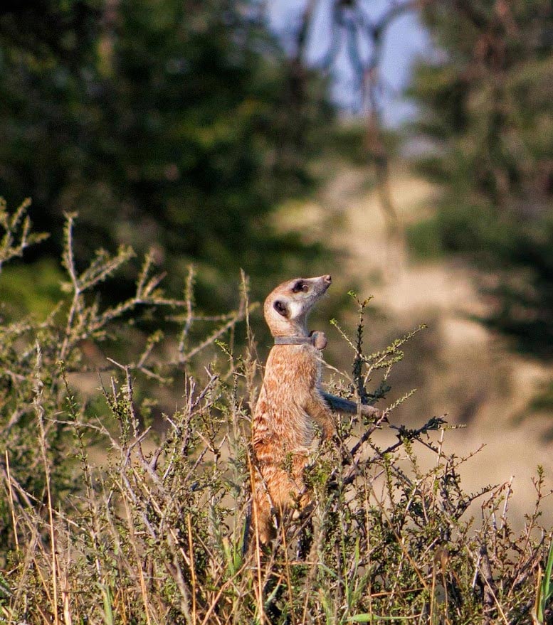 Meerkat-With-a-Collar.jpg