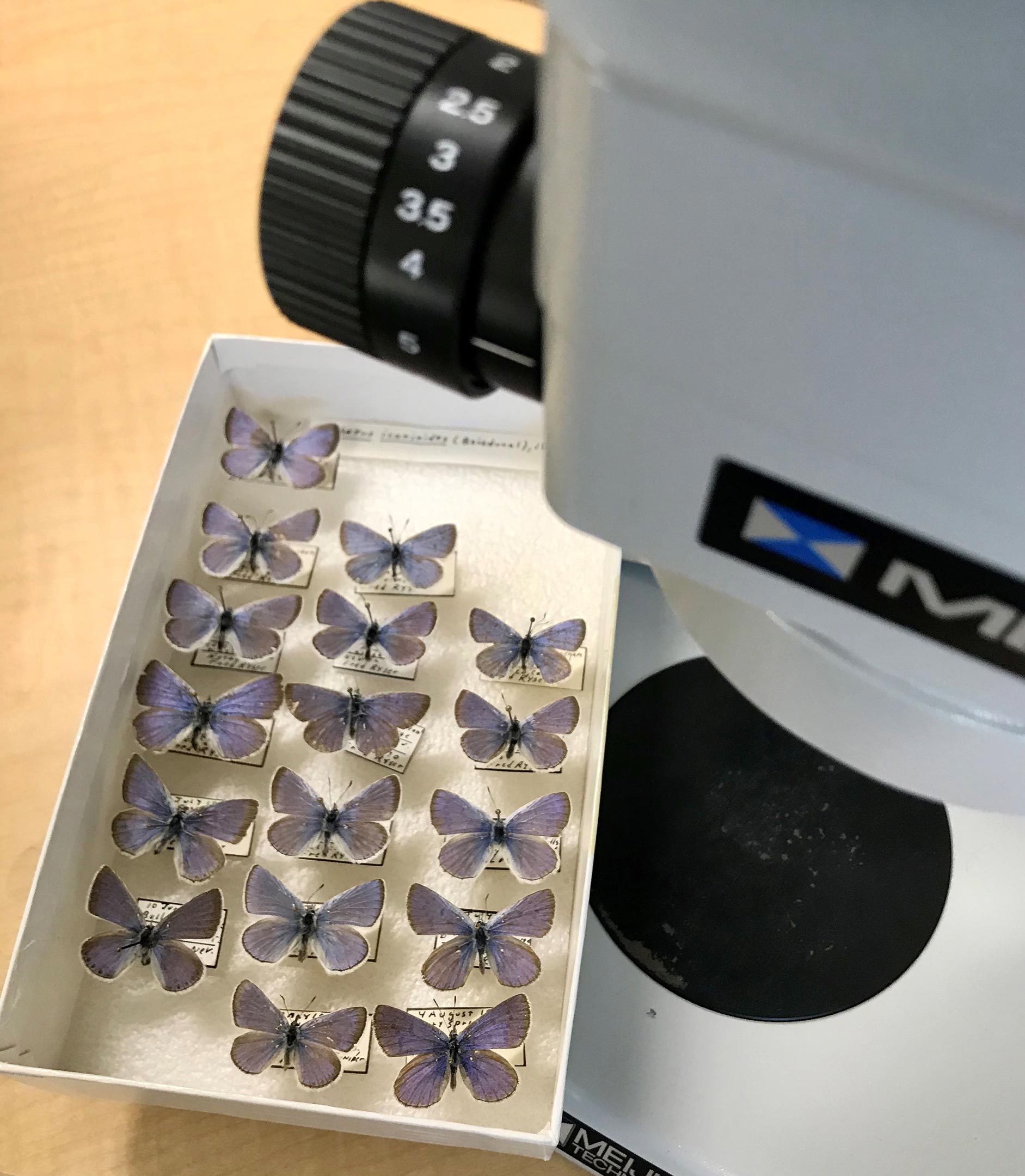Butterfly-Samples-Under-a-Microscope.jpg