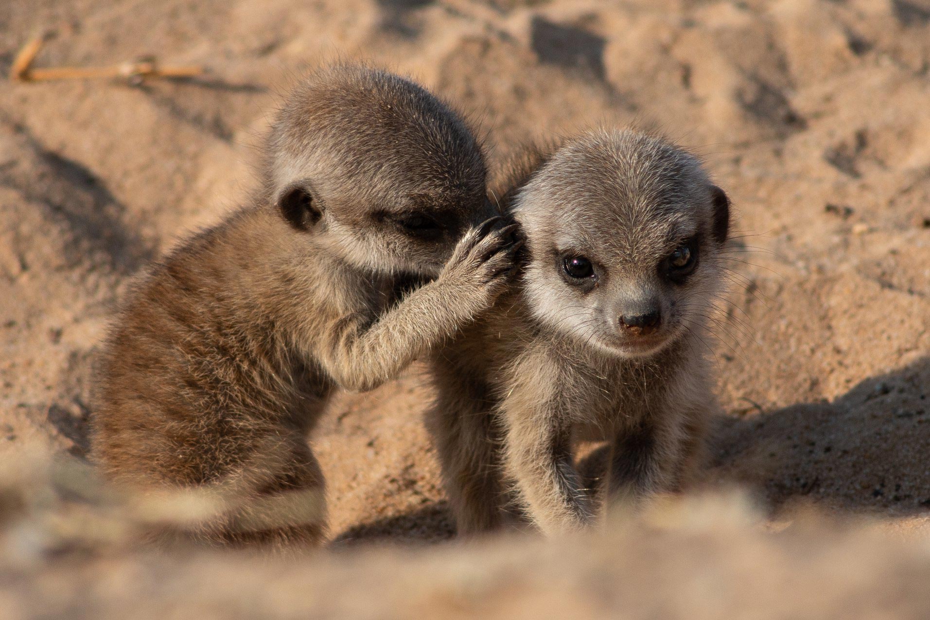 Baby-Meerkats.jpg