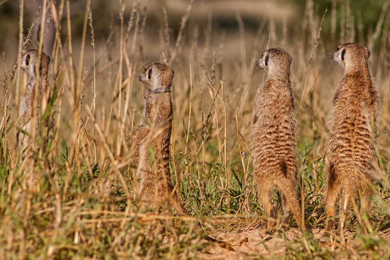 Meerkats-Standing.jpg