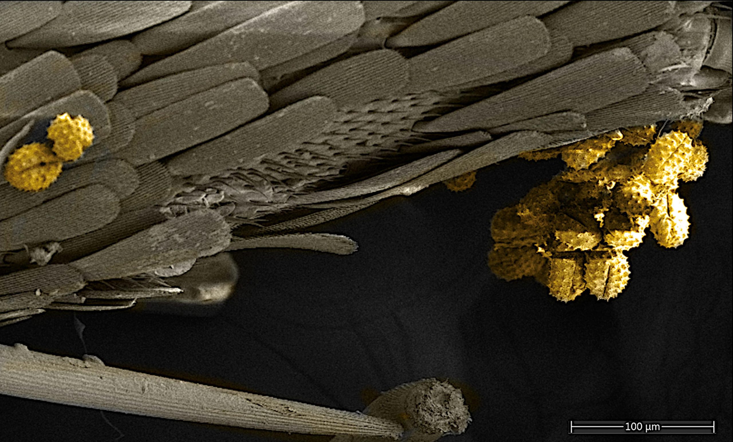 Butterfly-Pollen-scaled.jpg