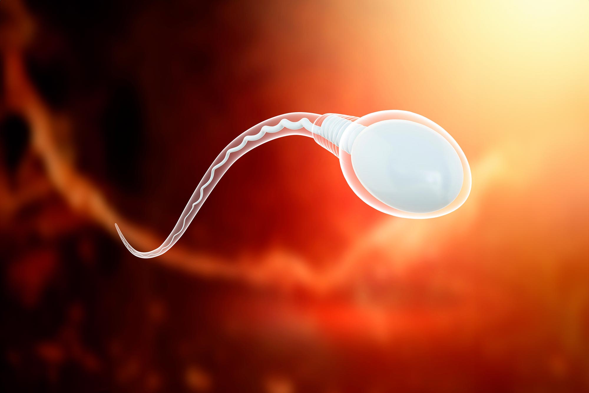Sperm-Cell-Science-Illustration.jpg