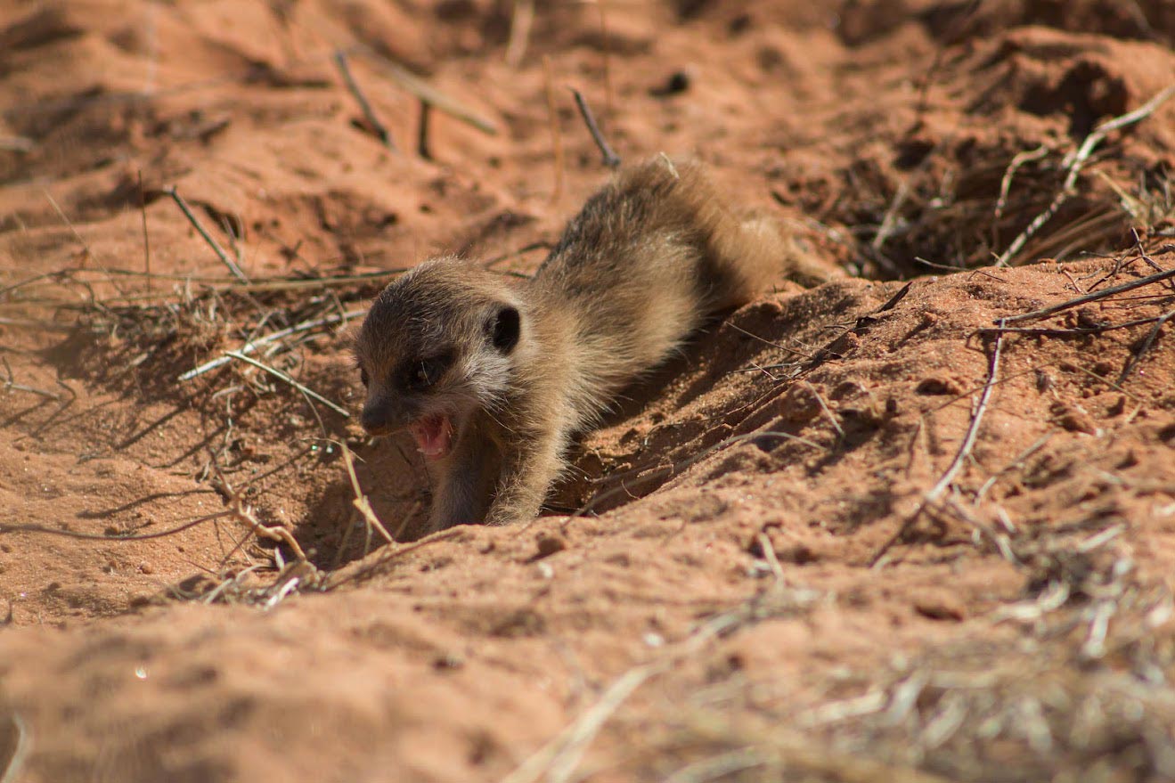 Baby-Meerkat-Calling-Group.jpg