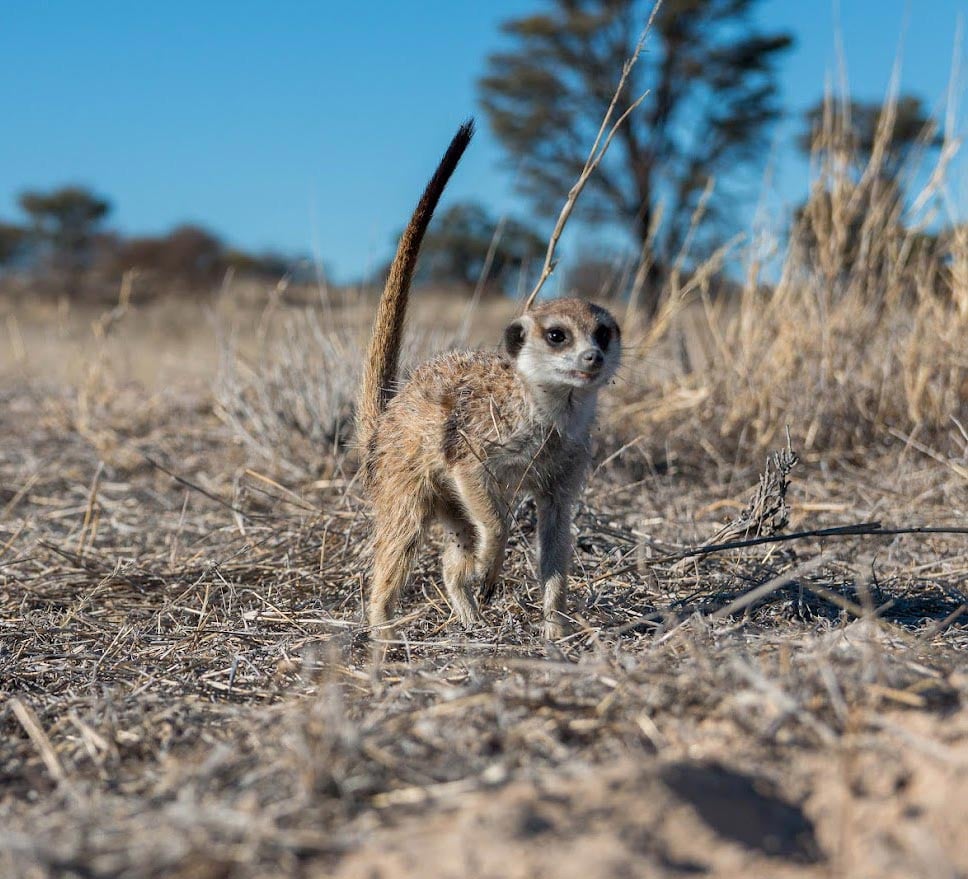 Meerkat-Walking.jpg