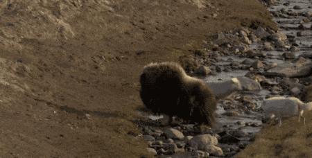 7157be0db3254d19a16ce8b4990641c7.gif