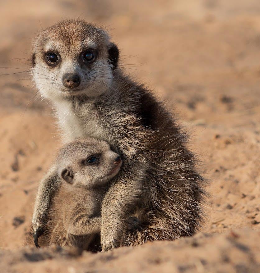Meerkat-Adult-and-Baby.jpg