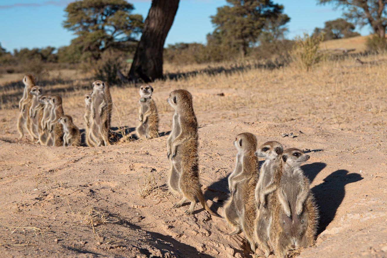 Group-of-Meerkats-Standing.jpg