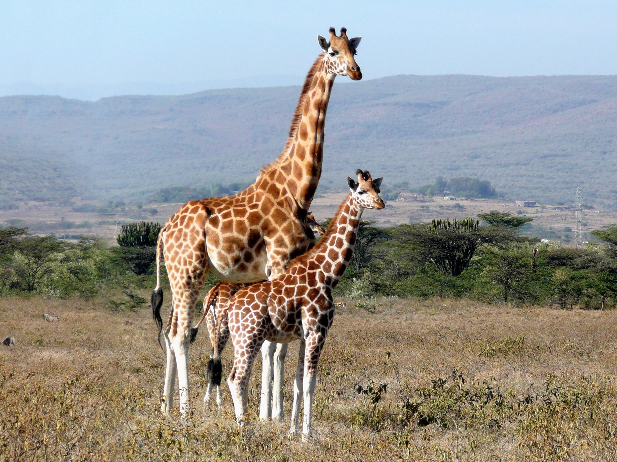 Giraffes-in-the-Wild.jpg