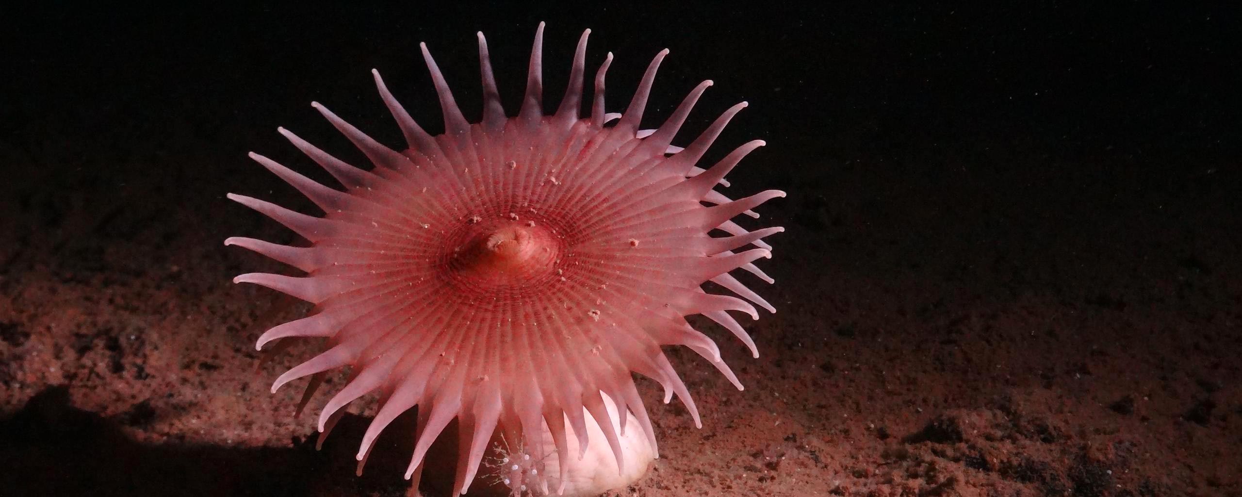 Actiniaria-Sea-Anemone.jpg