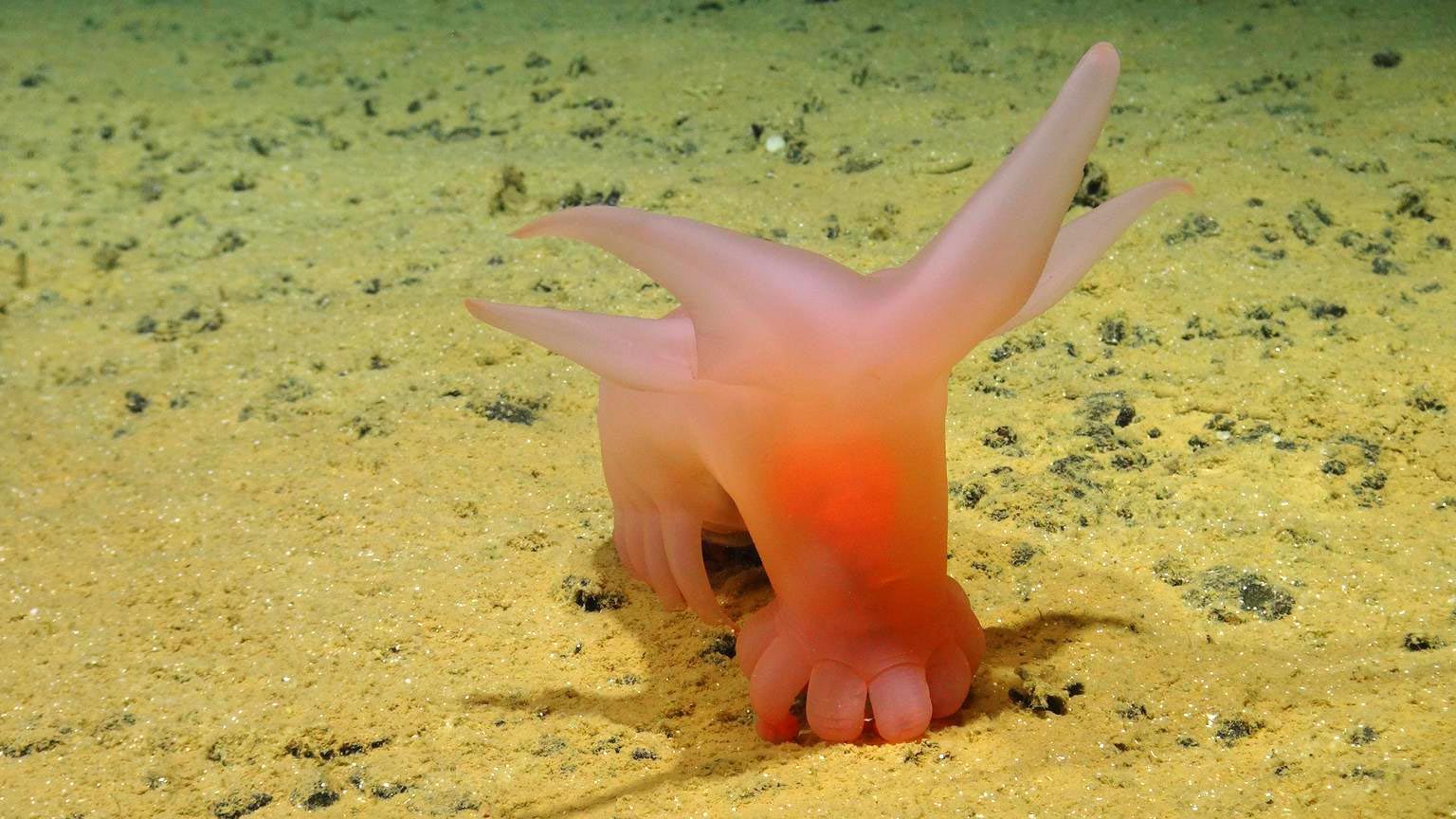 Pink-Sea-Pig.jpg