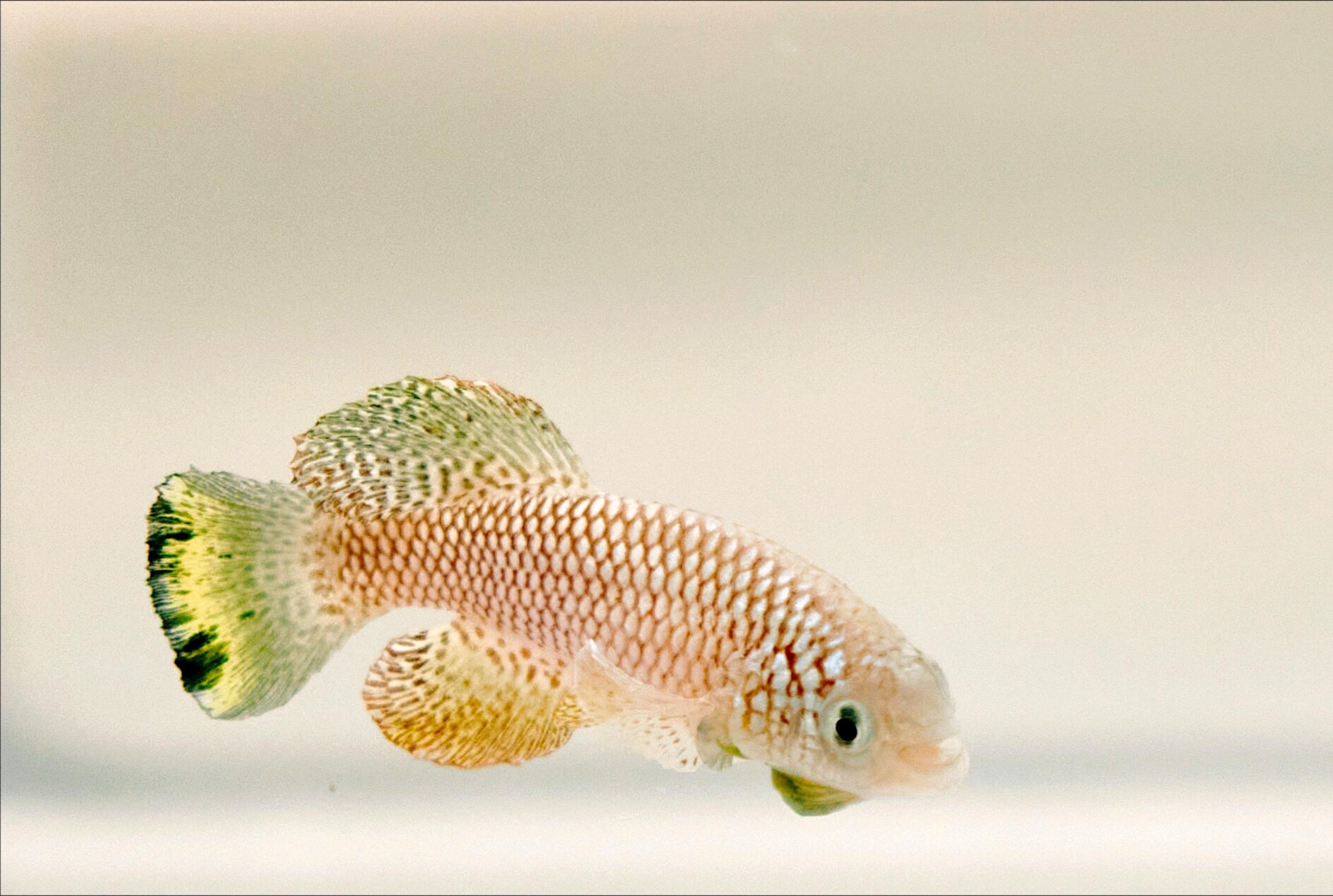 Male-Killifish-scaled.jpg
