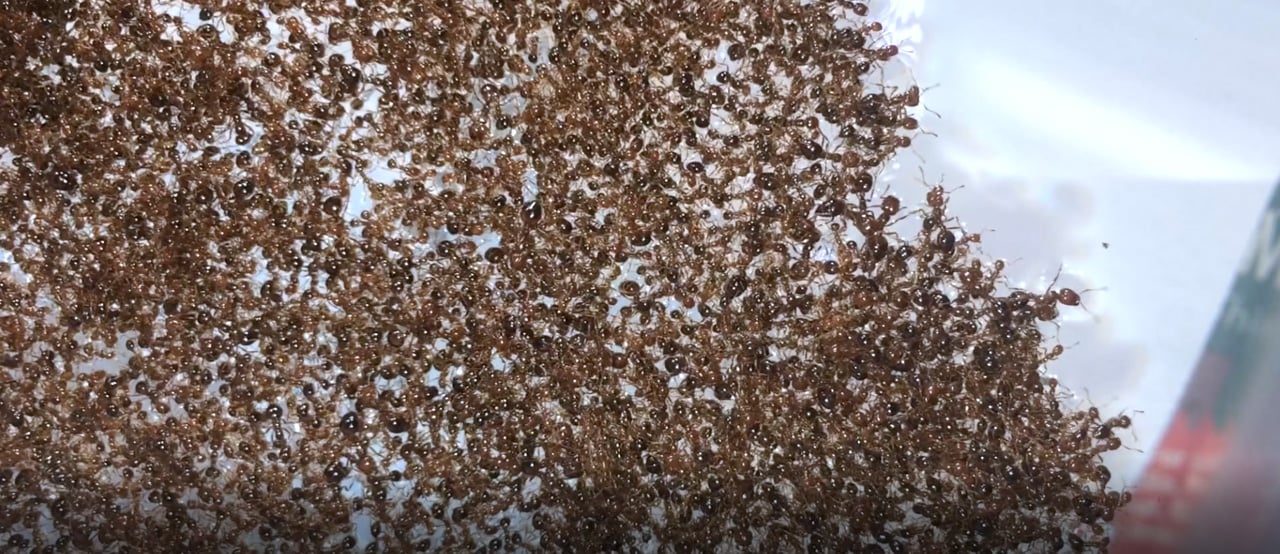 Rafts-Made-of-Fire-Ants(1).jpg