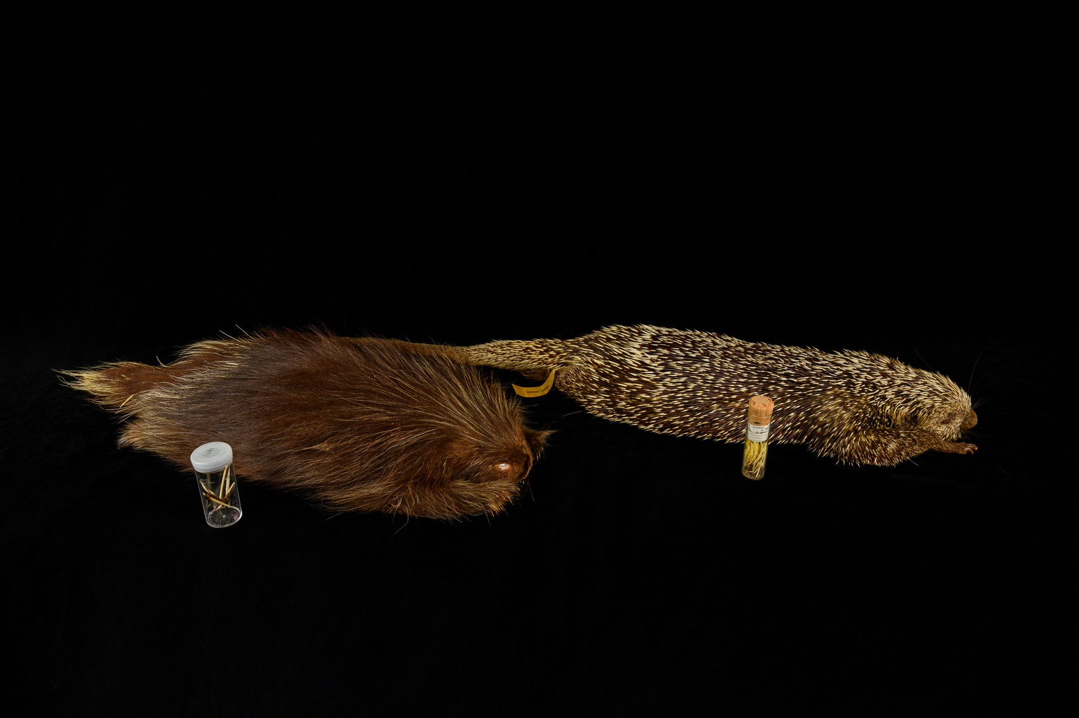 North-and-South-American-Porcupines.jpg