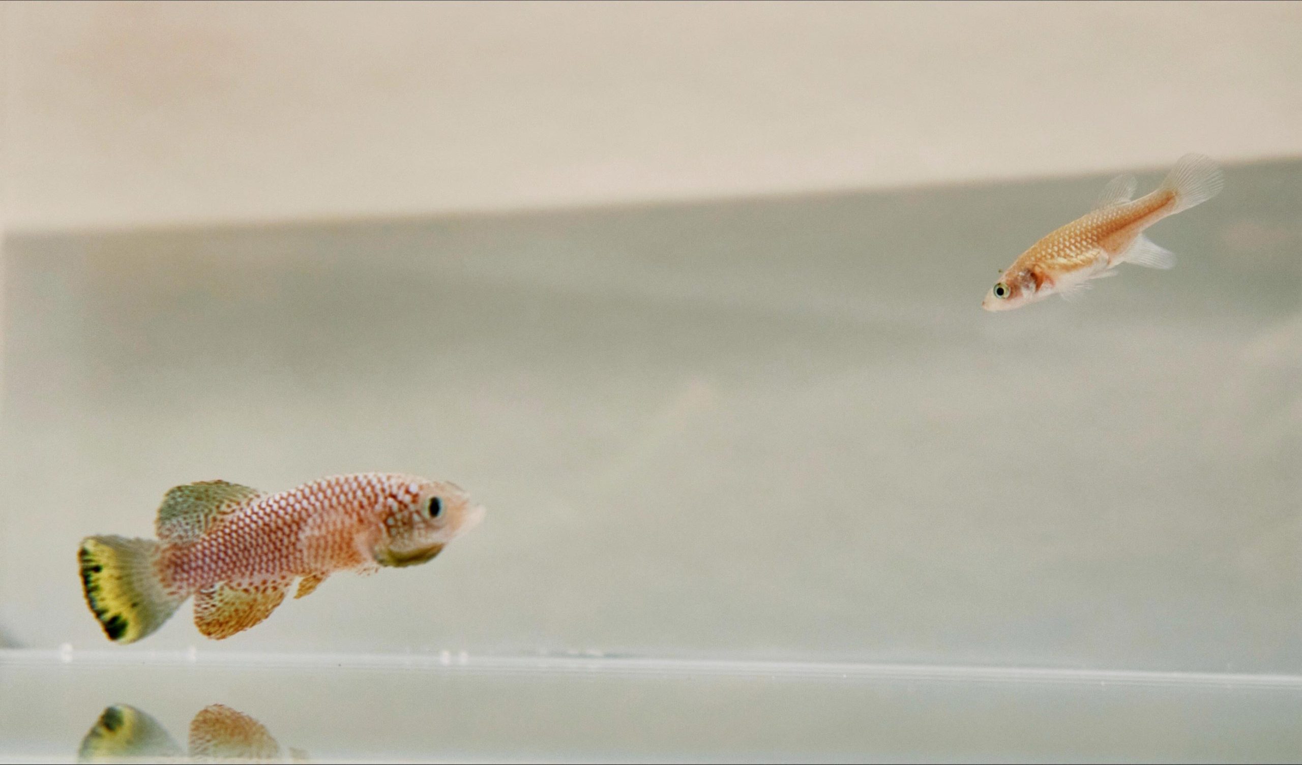 Pair-of-Killifish-scaled.jpg