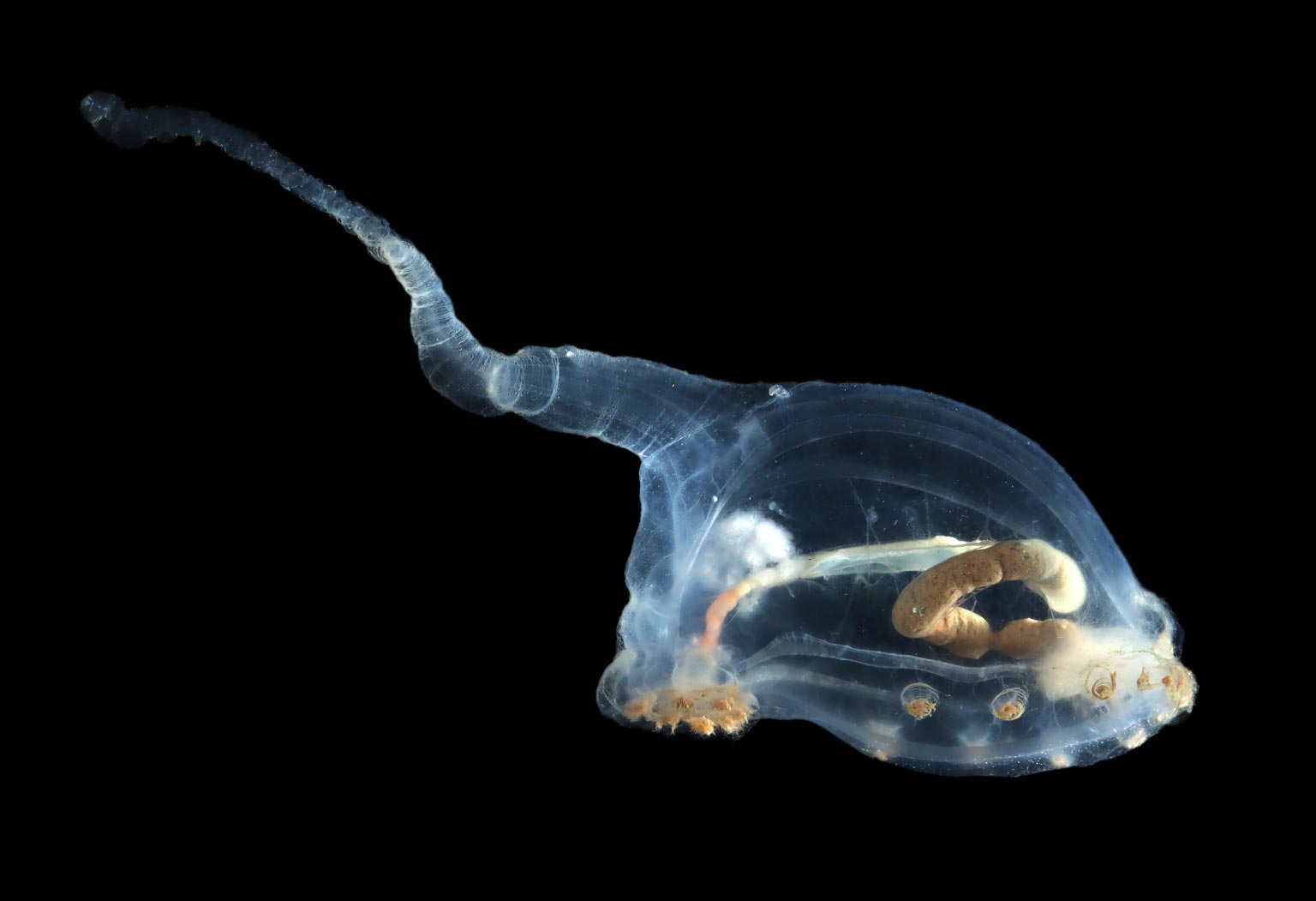 Unicumber-Sea-Cucumber.jpg