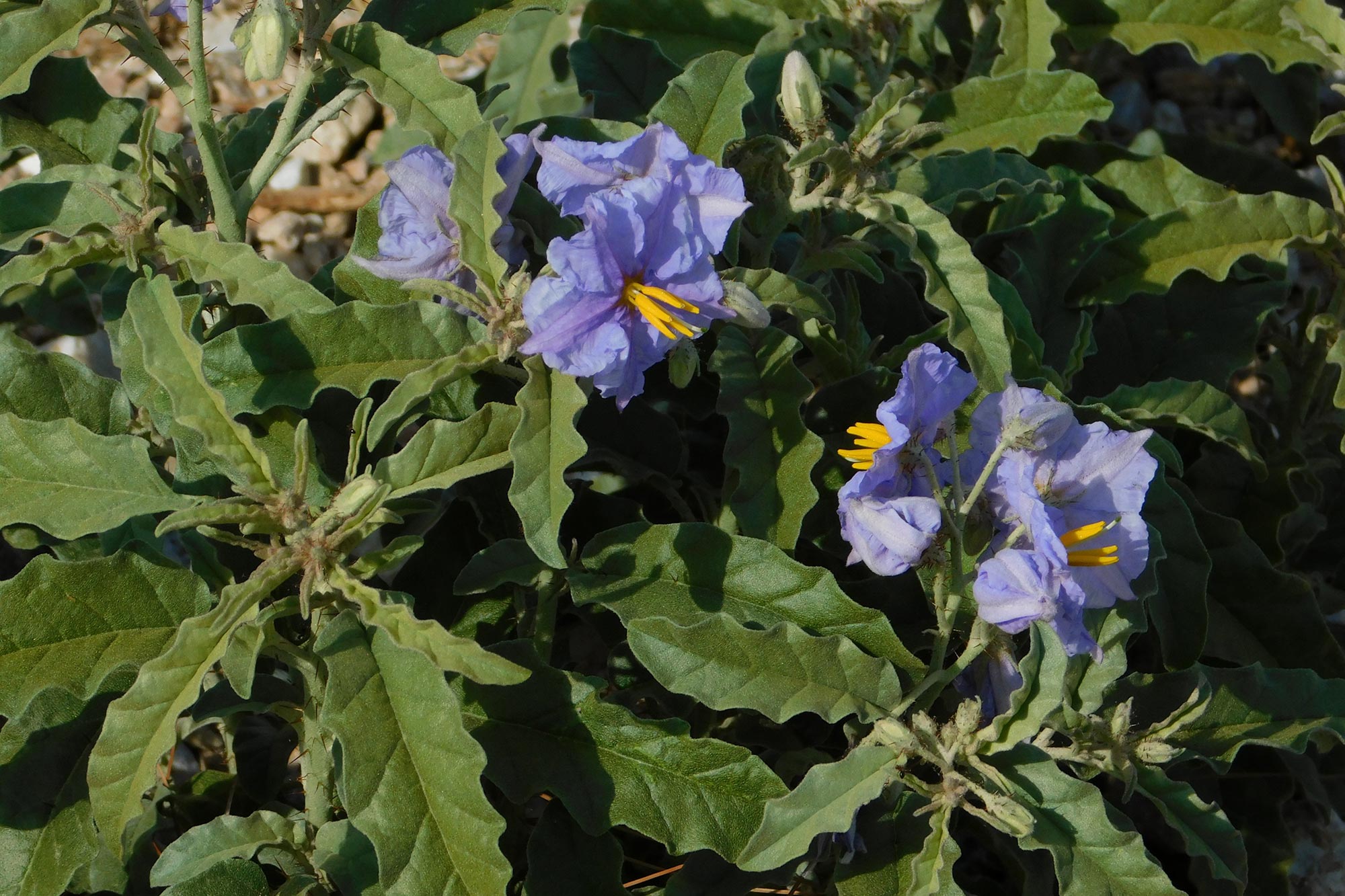 Silverleaf-Nightshade-Weeds.jpg