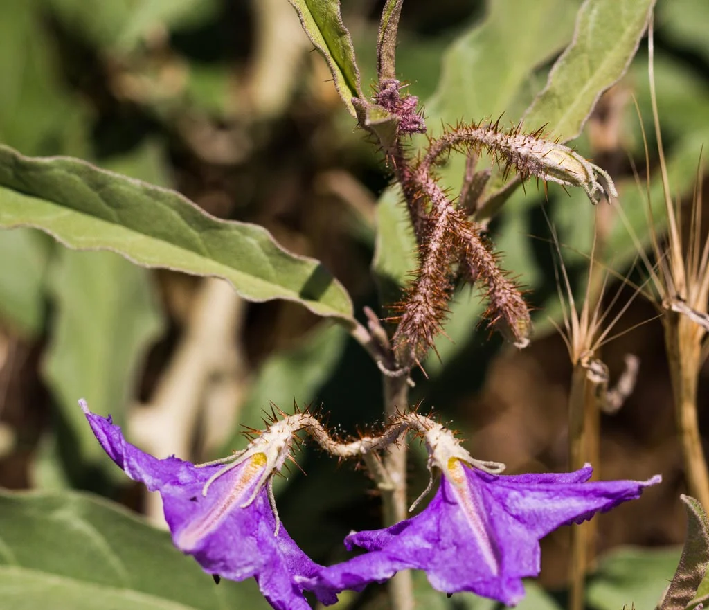 Silverleaf-Nightshade-Spines.jpg